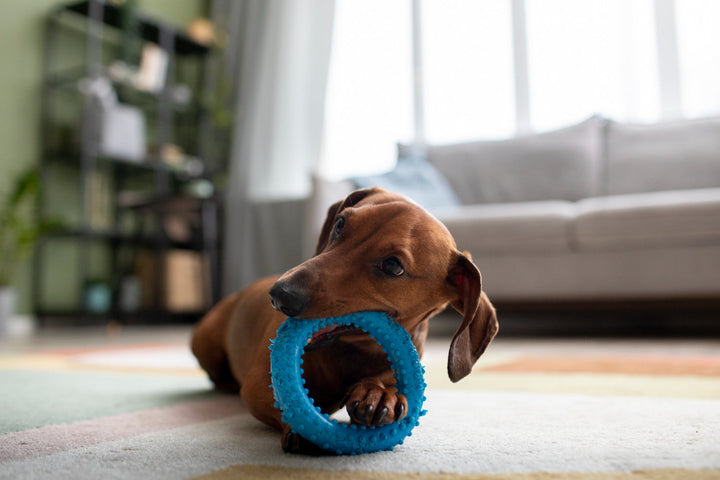 🐶 Toys for Dogs: Fun, Fitness & Bonding Made Easy