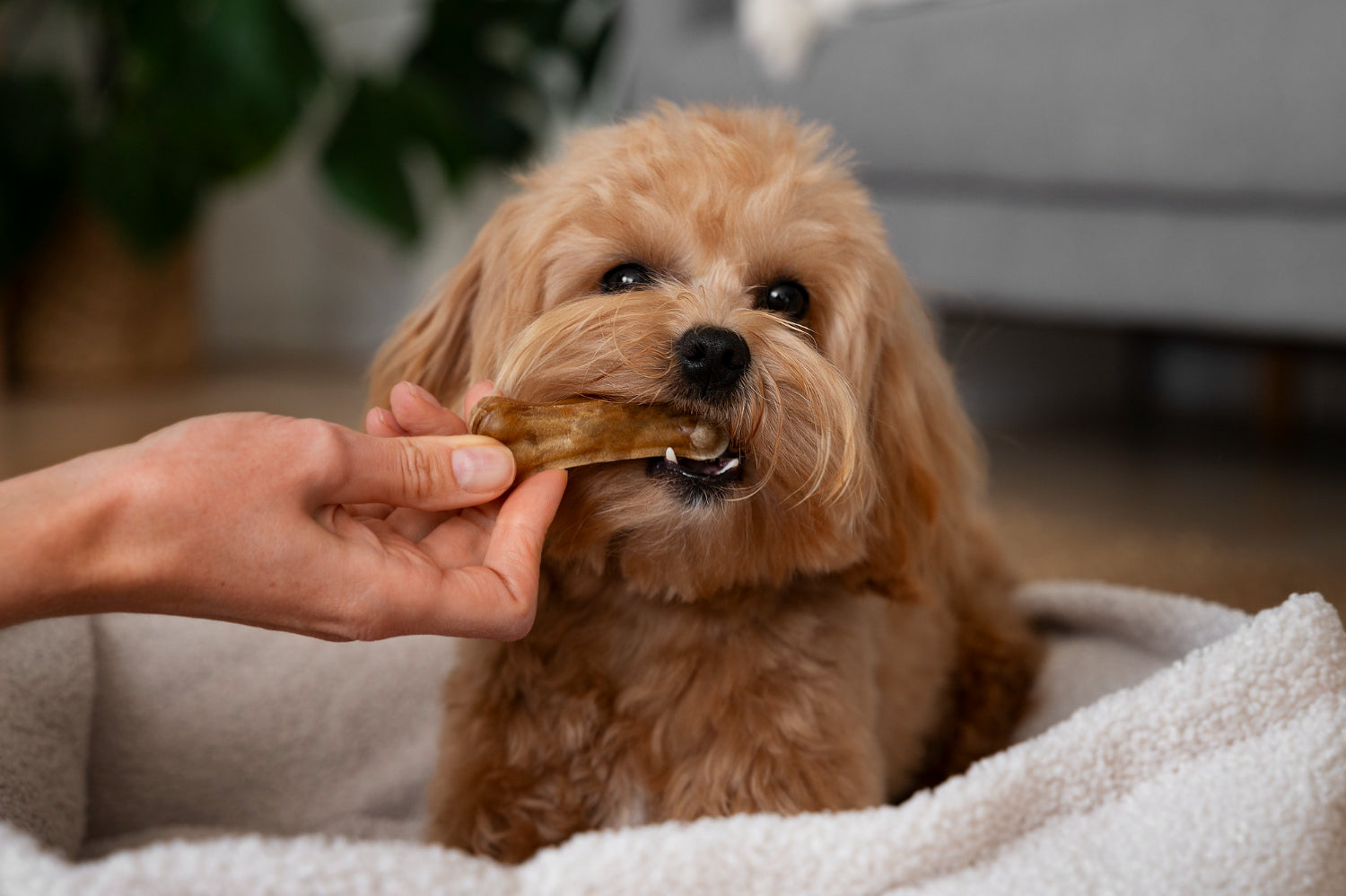 🐾 How to Treat Your Dog: The Ultimate Guide to Keeping Your Pup Happy and Healthy