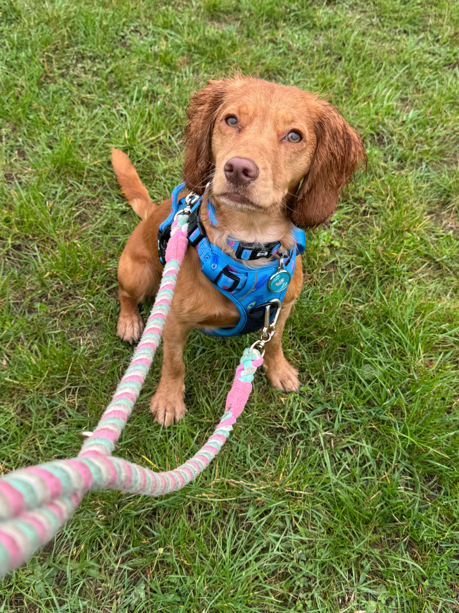 Power Peacock Tactical Dog Harness – No Pull & Fully Adjustable | Shop Brit | UK Pet Shop | 