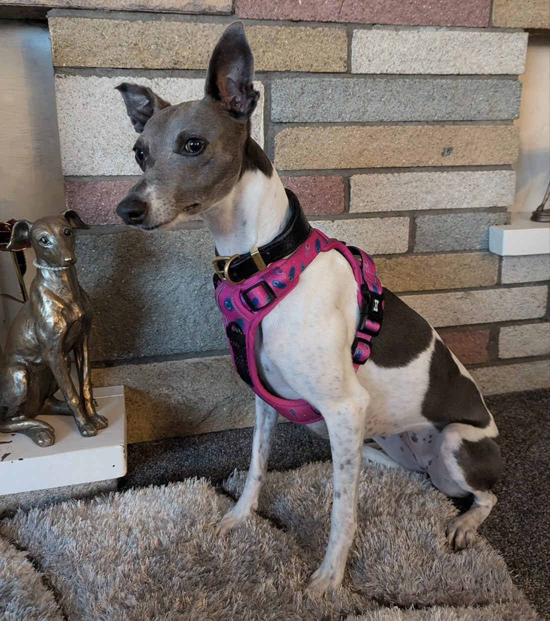 Peacock Power No Pull Tactical Dog Harness | Shop Brit | UK Pet Shop | Pet Collars & Harnesses