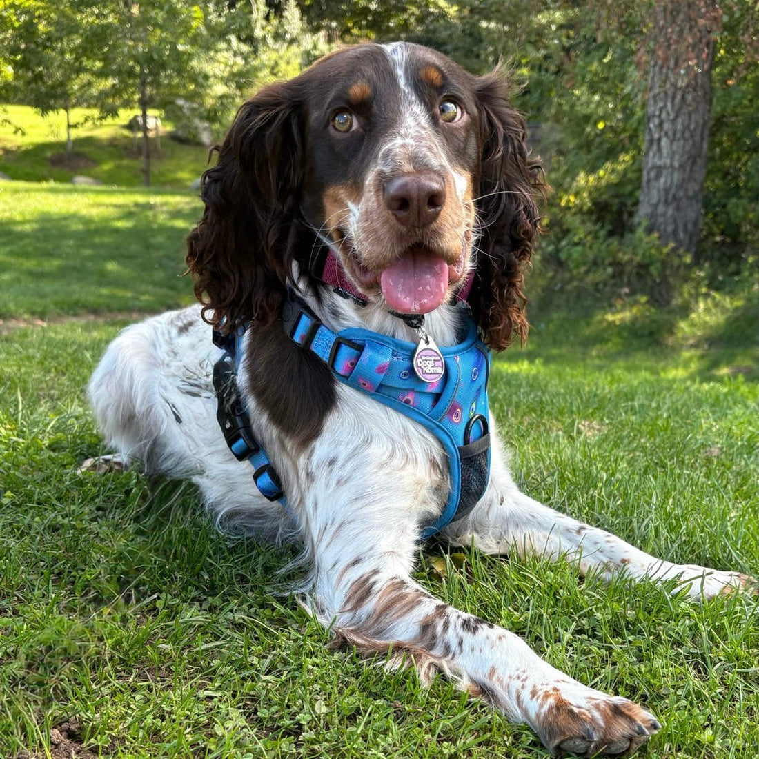 Power Peacock Tactical Dog Harness – No Pull & Fully Adjustable | Shop Brit | UK Pet Shop | 