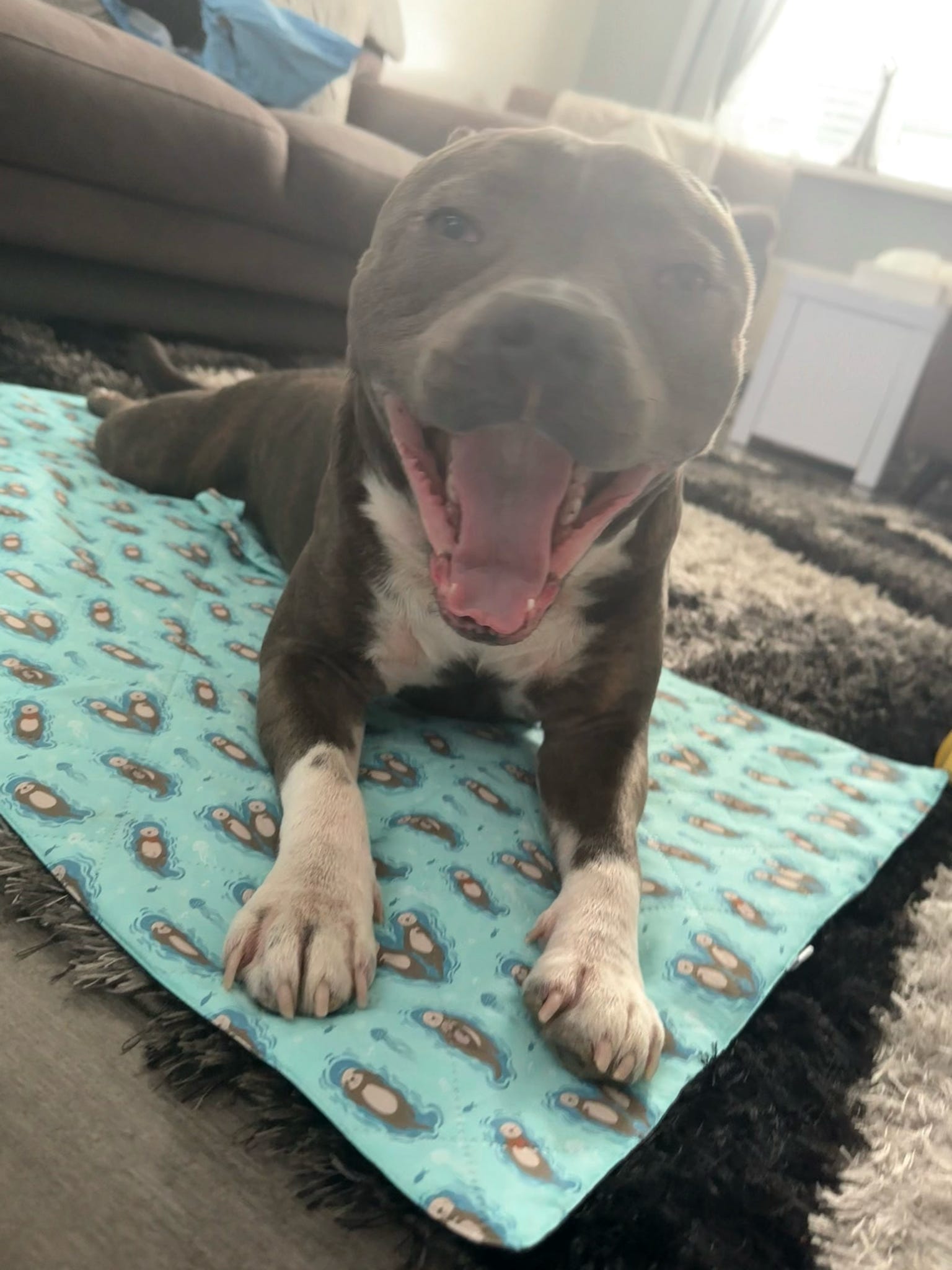 Otterly Lovely Dog Settle Mat - The Perfect Travel Mat for Your Dog! 🦦💙 | Shop Brit | UK Pet Shop | Pet Products