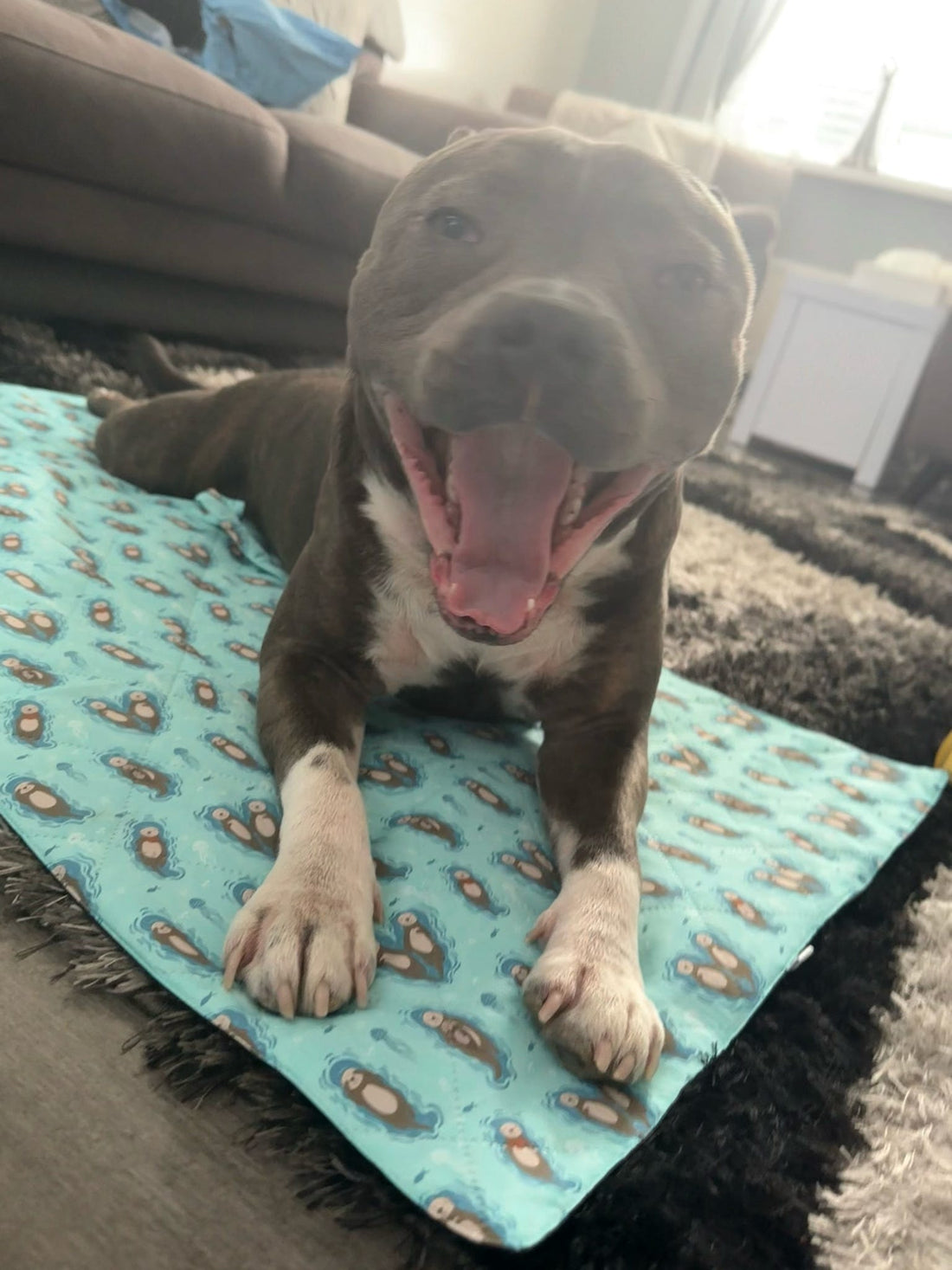 Otterly Lovely Dog Settle Mat - The Perfect Travel Mat for Your Dog! 🦦💙 | Shop Brit | UK Pet Shop | Pet Products