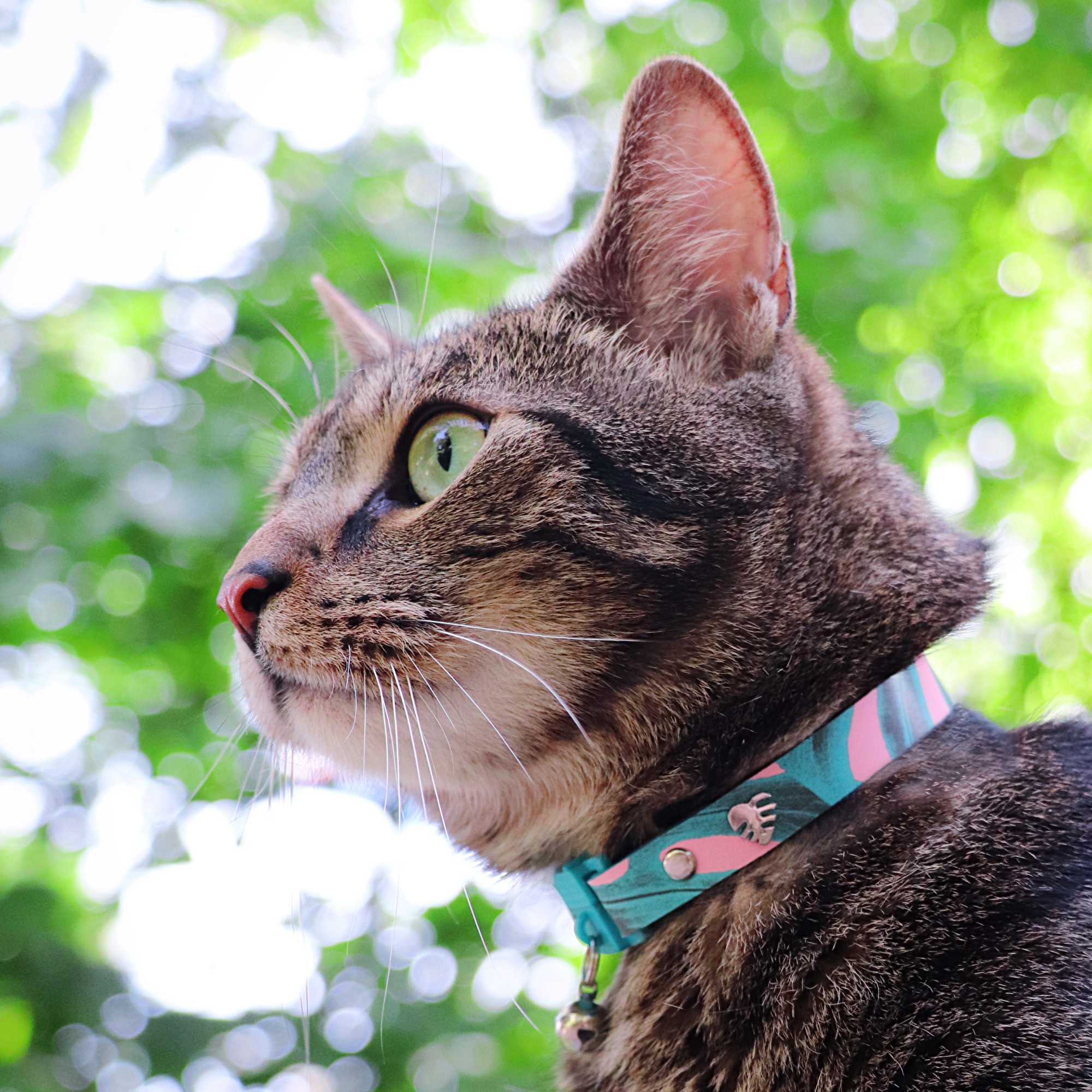 KITTYRAMA BOTANICALS MONSTERA CAT COLLAR - Quick Release, Breakaway, Hypoallergenic | Shop Brit | UK Pet Shop | Cat Supplies