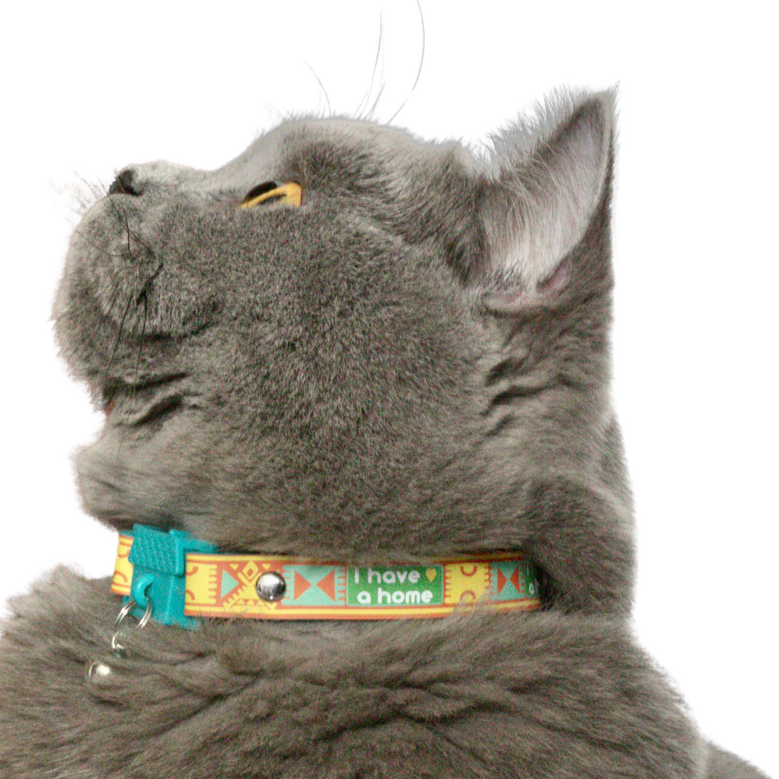 KITTYRAMA SAVANNA 'I HAVE A HOME' CAT COLLAR - Quick Release, Breakaway, Hypoallergenic | Shop Brit | UK Pet Shop | Cat Supplies