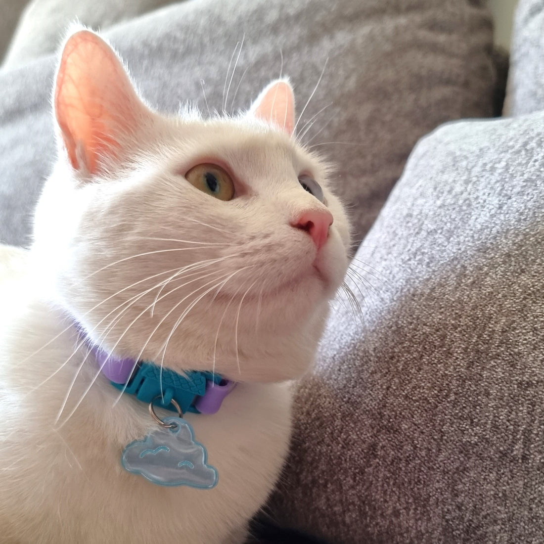 KITTYRAMA CLOUD CAT CHARM – Reflective, Safe, High Visibility | Shop Brit | UK Pet Shop | Cat Supplies