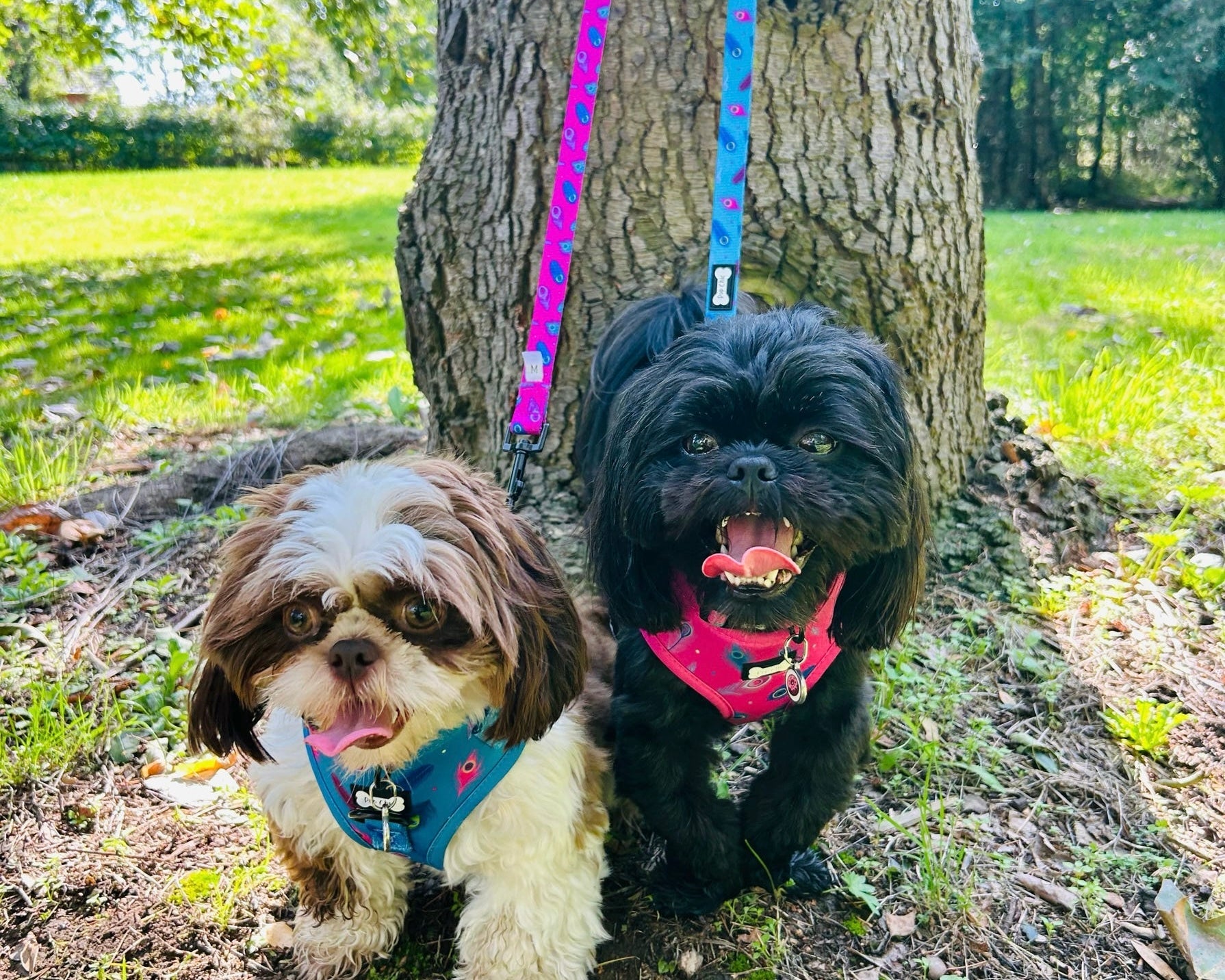 Power Peacock Step-In Adjustable Harness – Easy, Comfy & Made for Stylish Small Dogs! | Shop Brit | UK Pet Shop | Pet Products