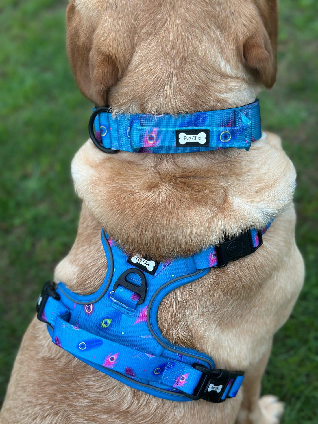 Power Peacock Tactical Dog Harness – No Pull & Fully Adjustable | Shop Brit | UK Pet Shop | 