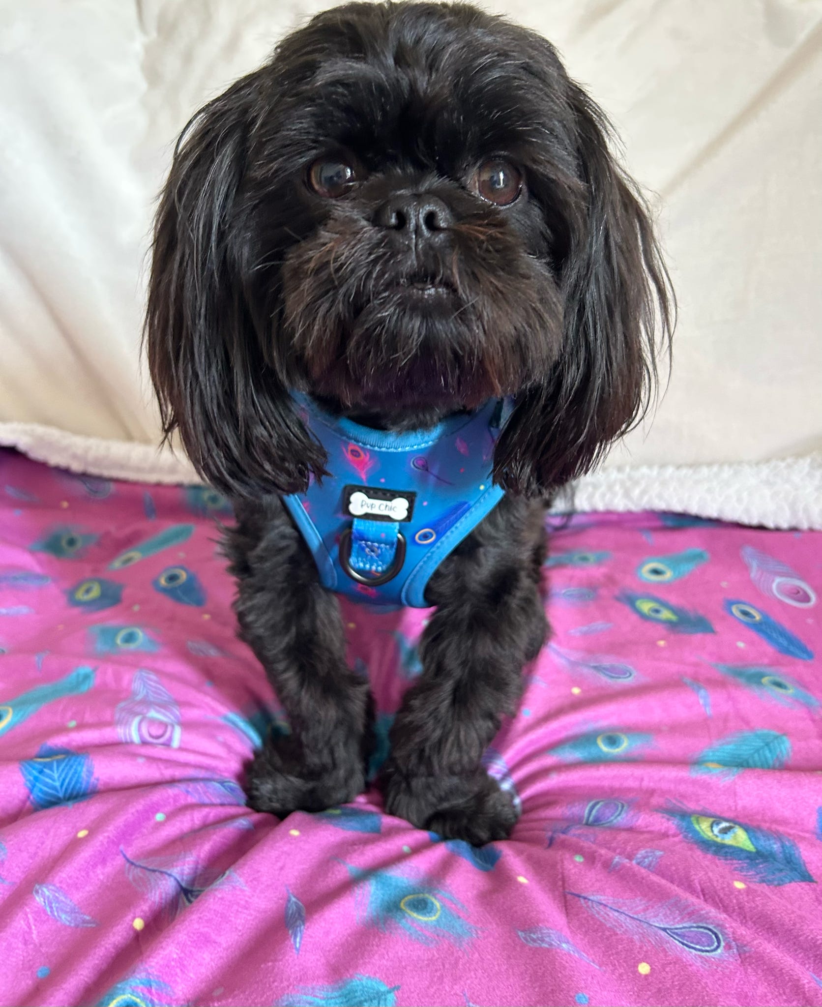 Power Peacock Step-In Adjustable Harness – Easy, Comfy & Made for Stylish Small Dogs! | Shop Brit | UK Pet Shop | Pet Products