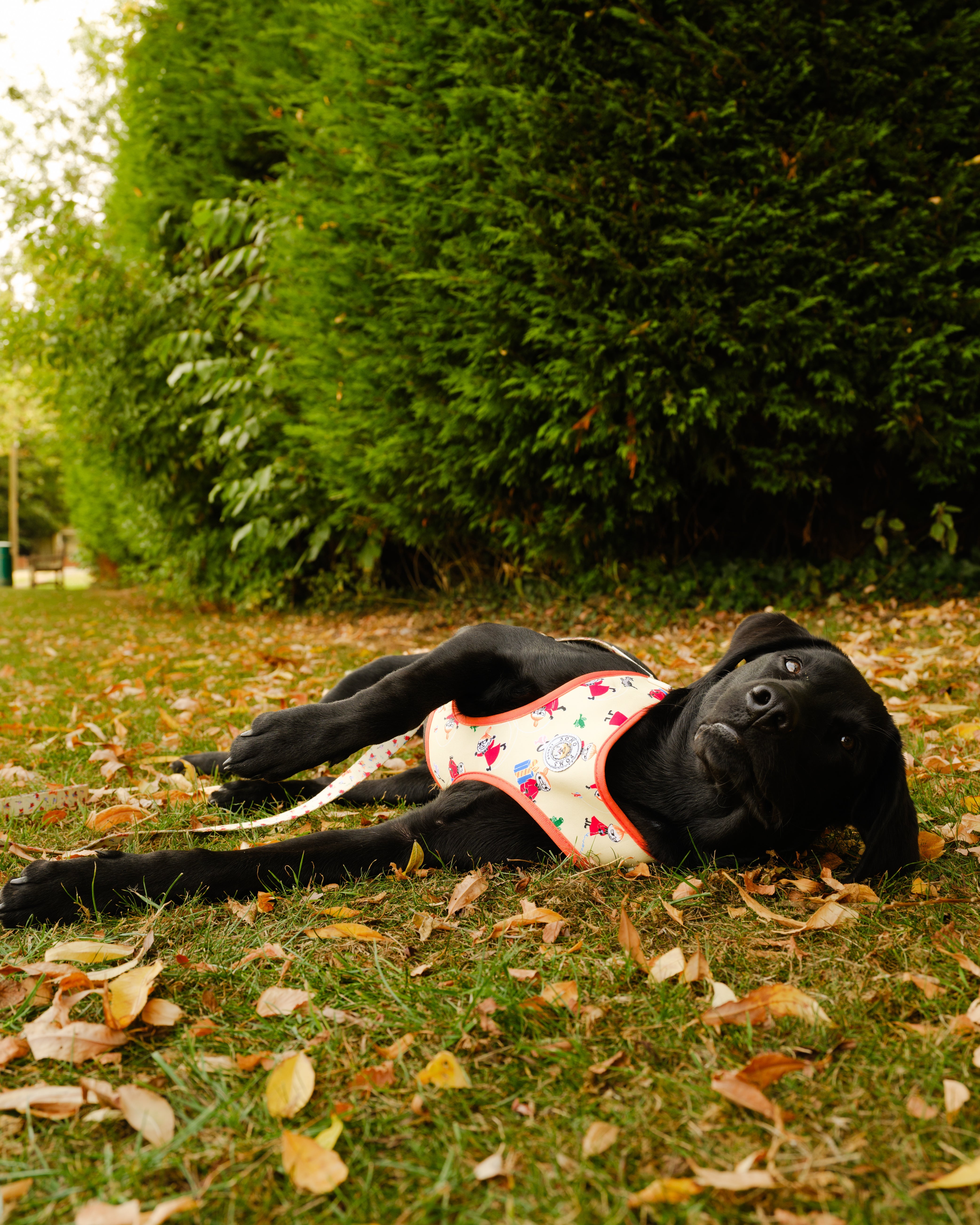 Moomins Yellow Sunrise Dogs Padded Harness by Soho Poms | Shop Brit | UK Pet Shop | Dog Harnesses