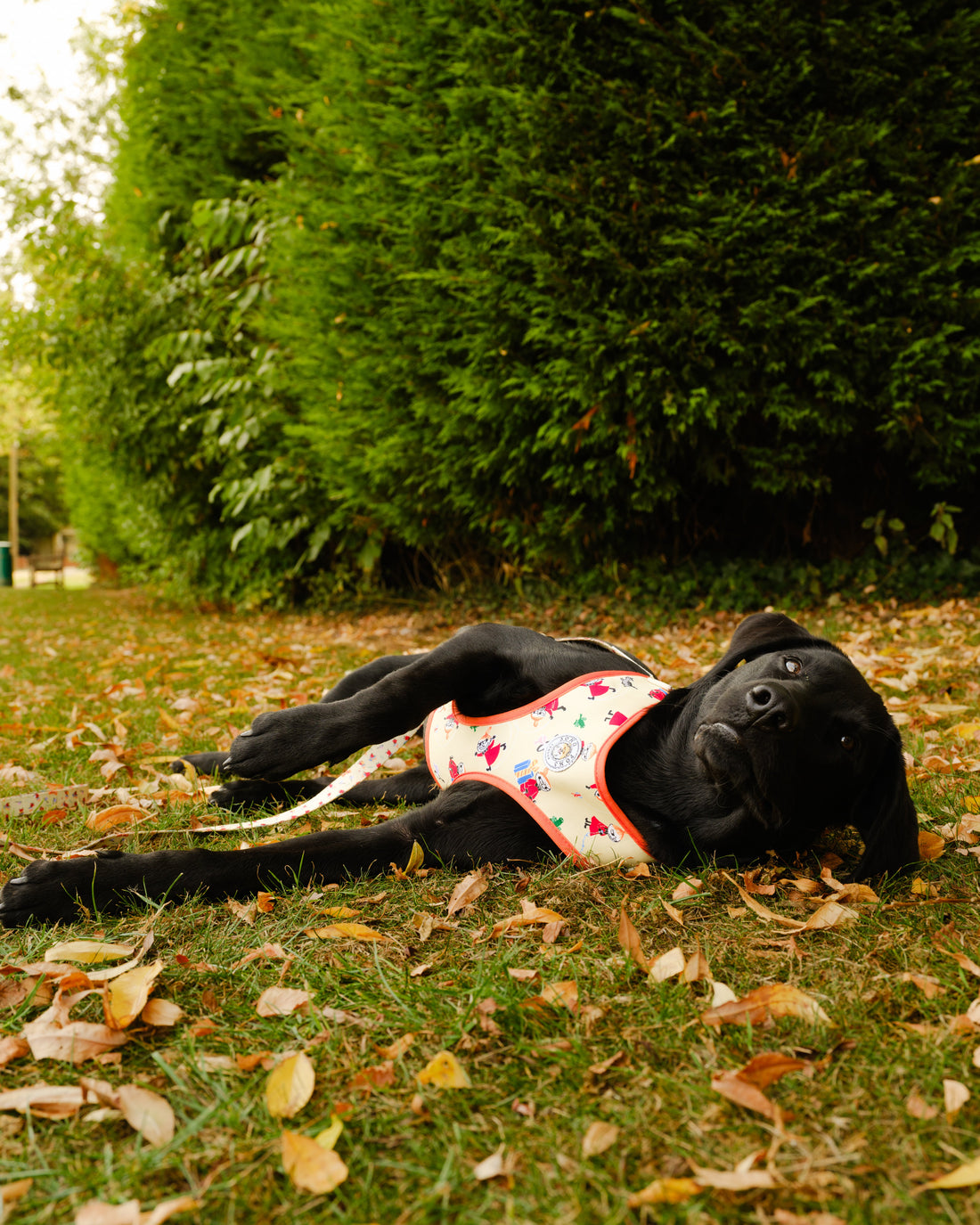 Moomins Yellow Sunrise Dogs Padded Harness by Soho Poms | Shop Brit | UK Pet Shop | Dog Harnesses