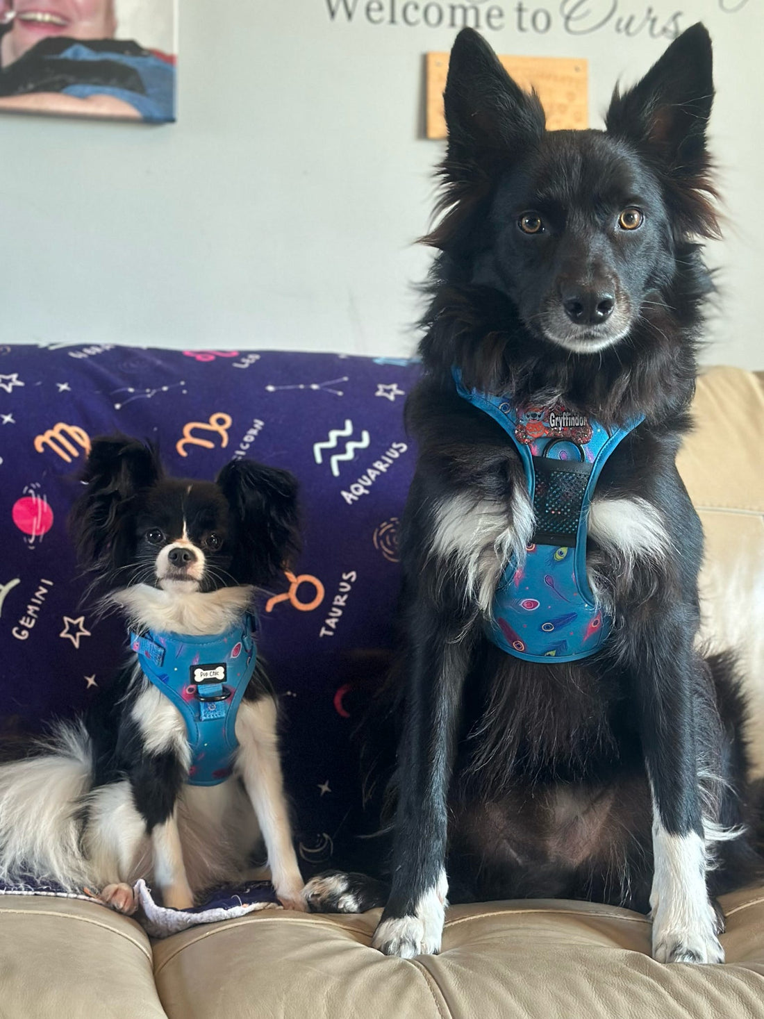 Power Peacock Tactical Dog Harness – No Pull & Fully Adjustable | Shop Brit | UK Pet Shop | 