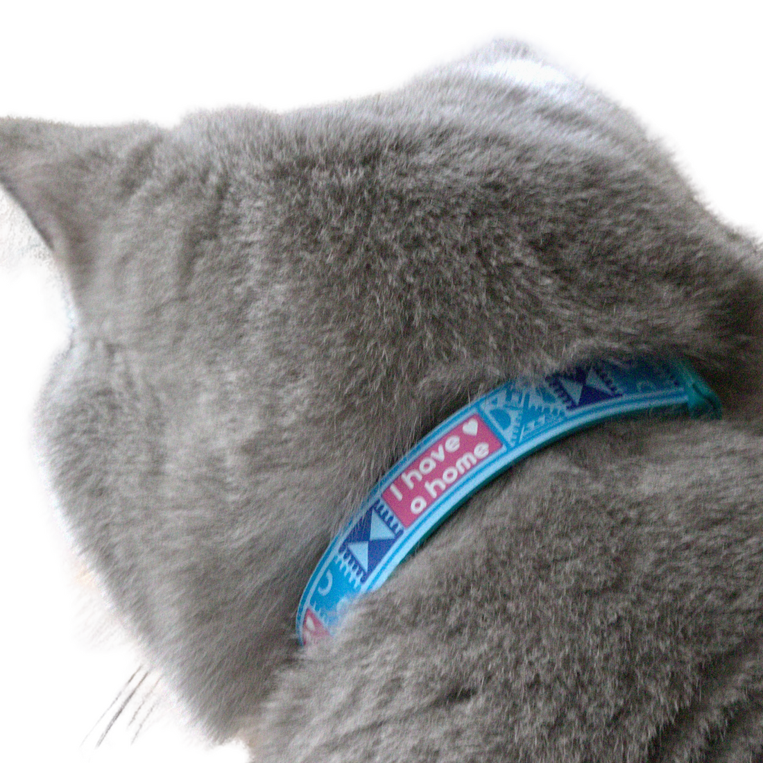 KITTYRAMA RIVER 'I HAVE A HOME' CAT COLLAR - Quick Release, Breakaway, Hypoallergenic | Shop Brit | UK Pet Shop | Cat Supplies
