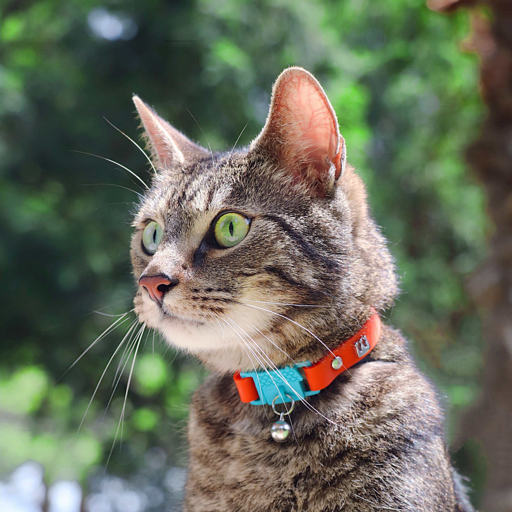 KITTYRAMA SAFFRON CAT COLLAR - Quick Release, Breakaway, Hypoallergenic | Shop Brit | UK Pet Shop | Cat Supplies