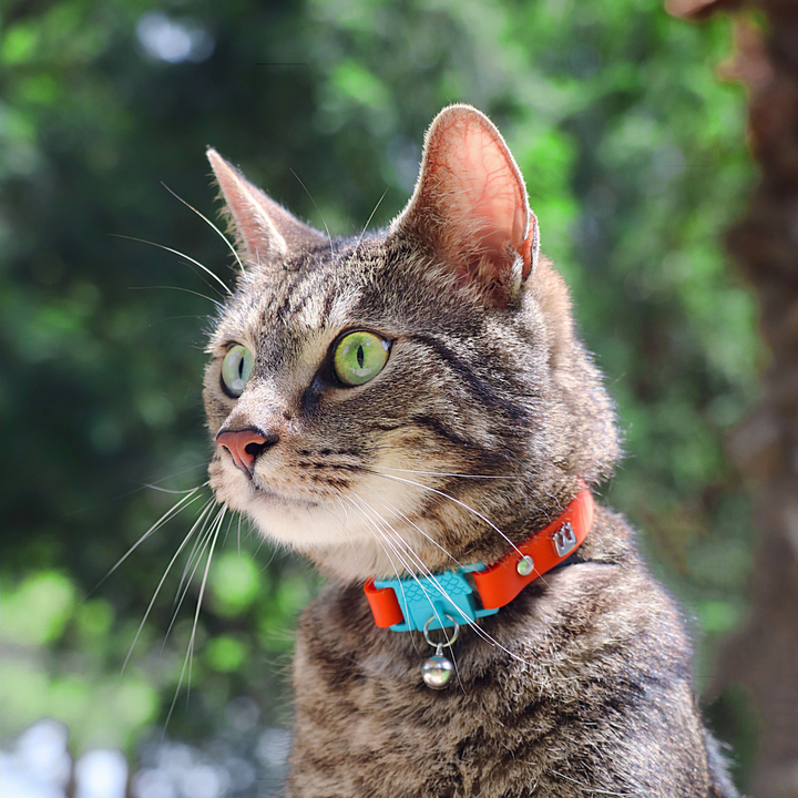 KITTYRAMA SAFFRON CAT COLLAR - Quick Release, Breakaway, Hypoallergenic | Shop Brit | UK Pet Shop | Cat Supplies