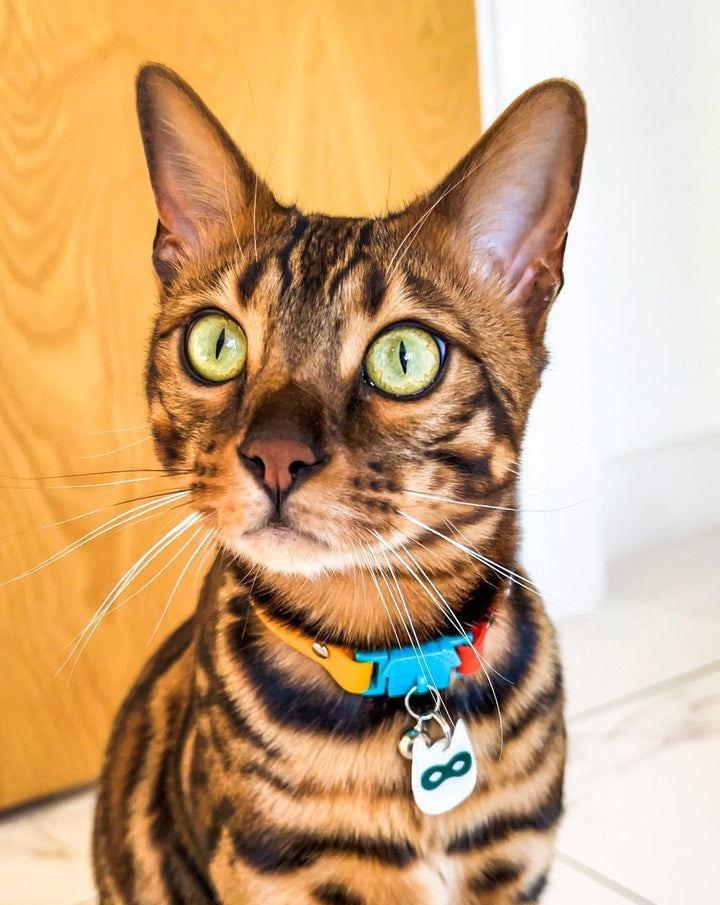 KITTYRAMA SILVER NINJA CAT CHARM – Reflective, Safe, High Visibility | Shop Brit | UK Pet Shop | Cat Supplies