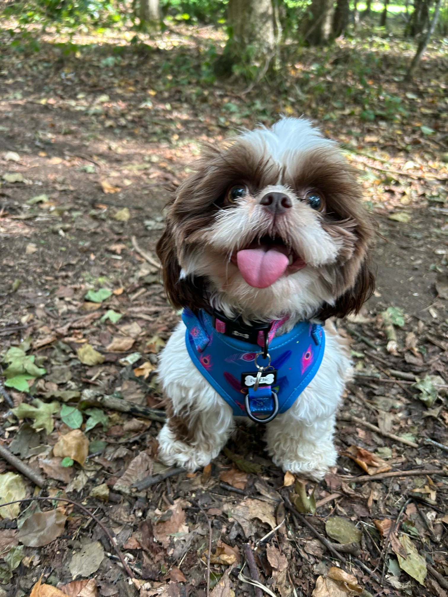 Power Peacock Step-In Adjustable Harness – Easy, Comfy & Made for Stylish Small Dogs! | Shop Brit | UK Pet Shop | Pet Products