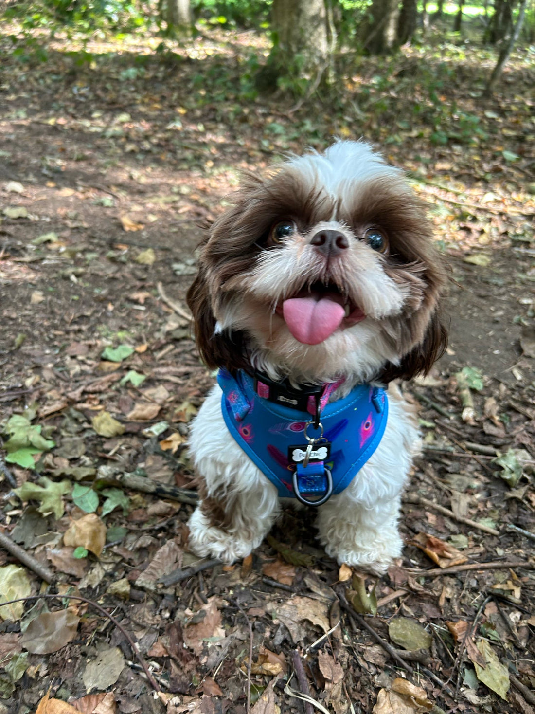 Power Peacock Step-In Adjustable Harness – Easy, Comfy & Made for Stylish Small Dogs! | Shop Brit | UK Pet Shop | Pet Products