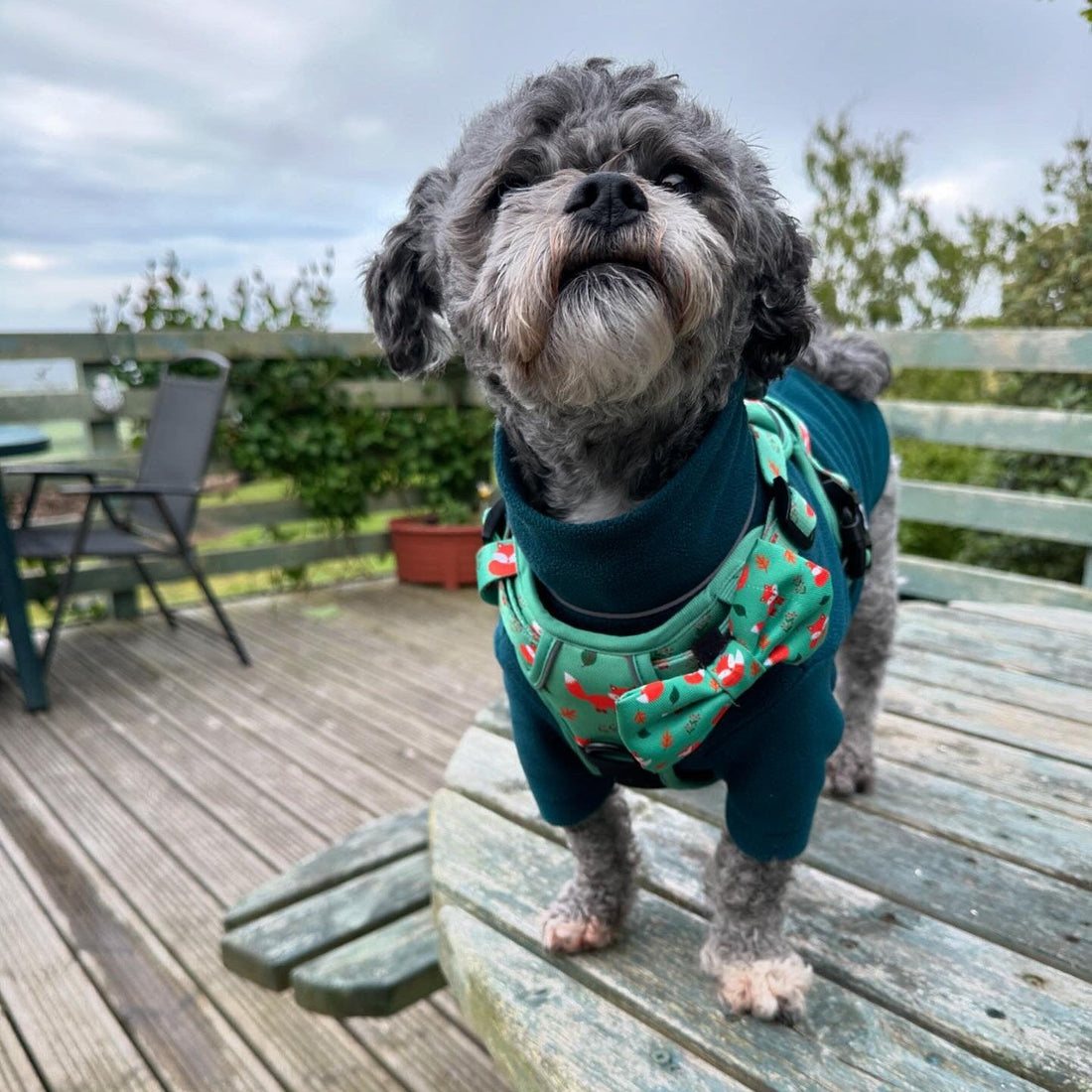 Inquisitive Fox No Pull Tactical Dog Harness – Green Fox Print, Adjustable, Step-In (XS-XL) | Shop Brit | UK Pet Shop | 