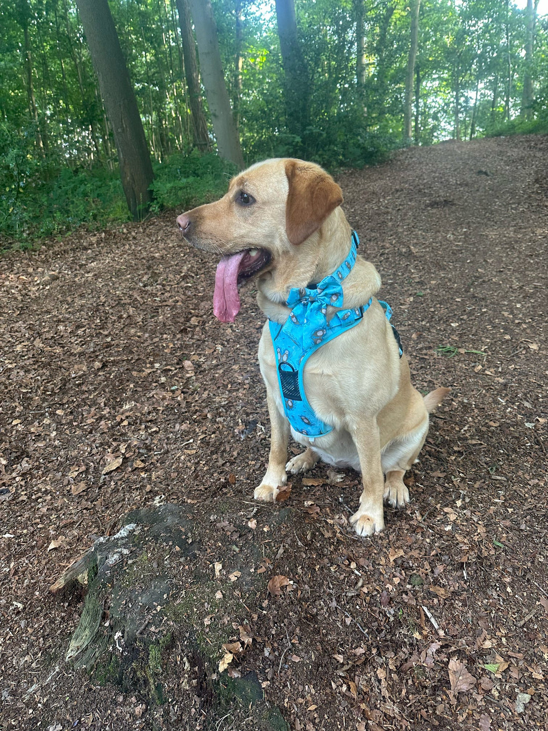 Otterly Lovely Tactical Dog Harness – No Pull &  Fully Adjustable | Shop Brit | UK Pet Shop | 