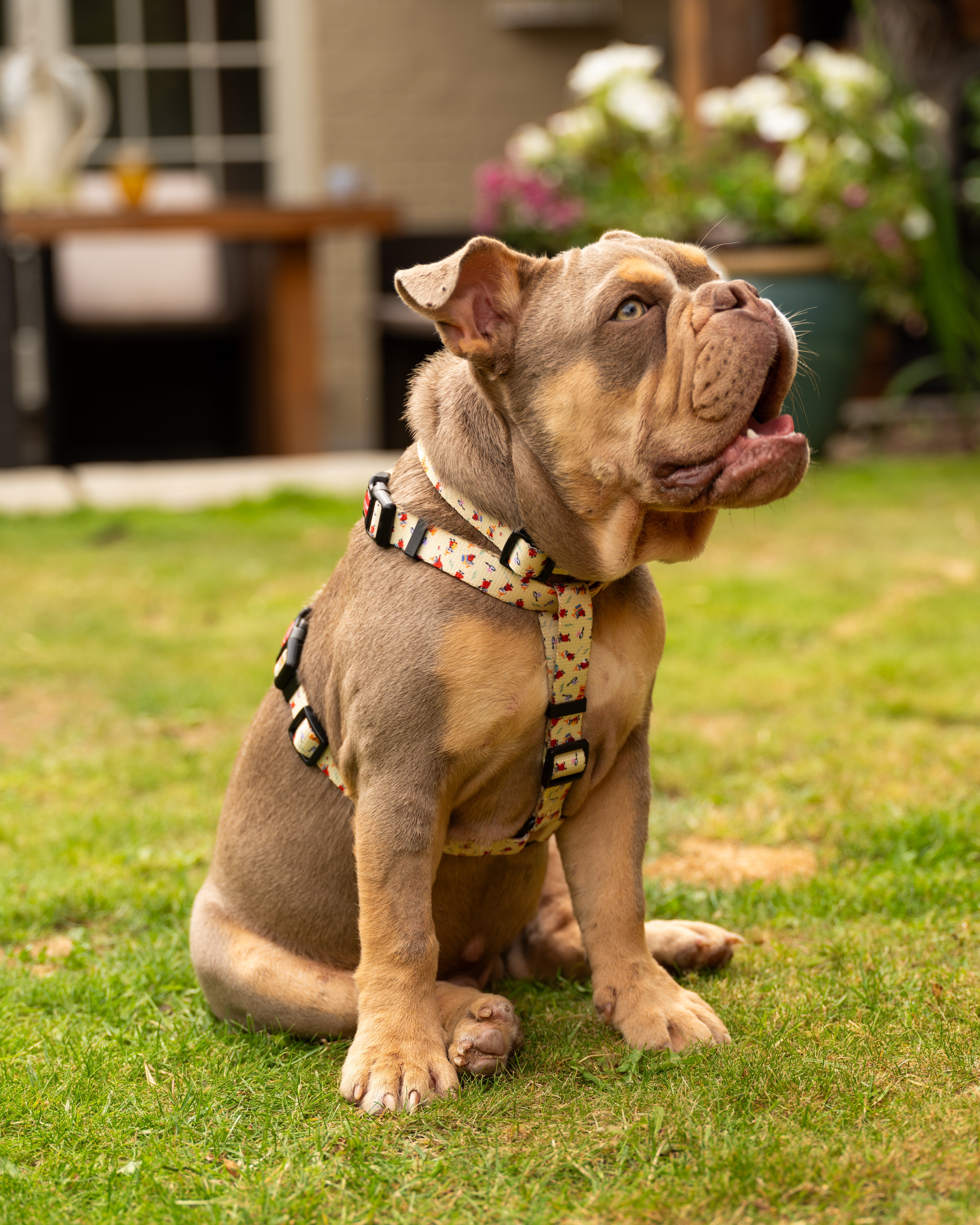 Moomins Yellow Sunrise Dogs H-Harness by Soho Poms | Shop Brit | UK Pet Shop | Dog Harnesses