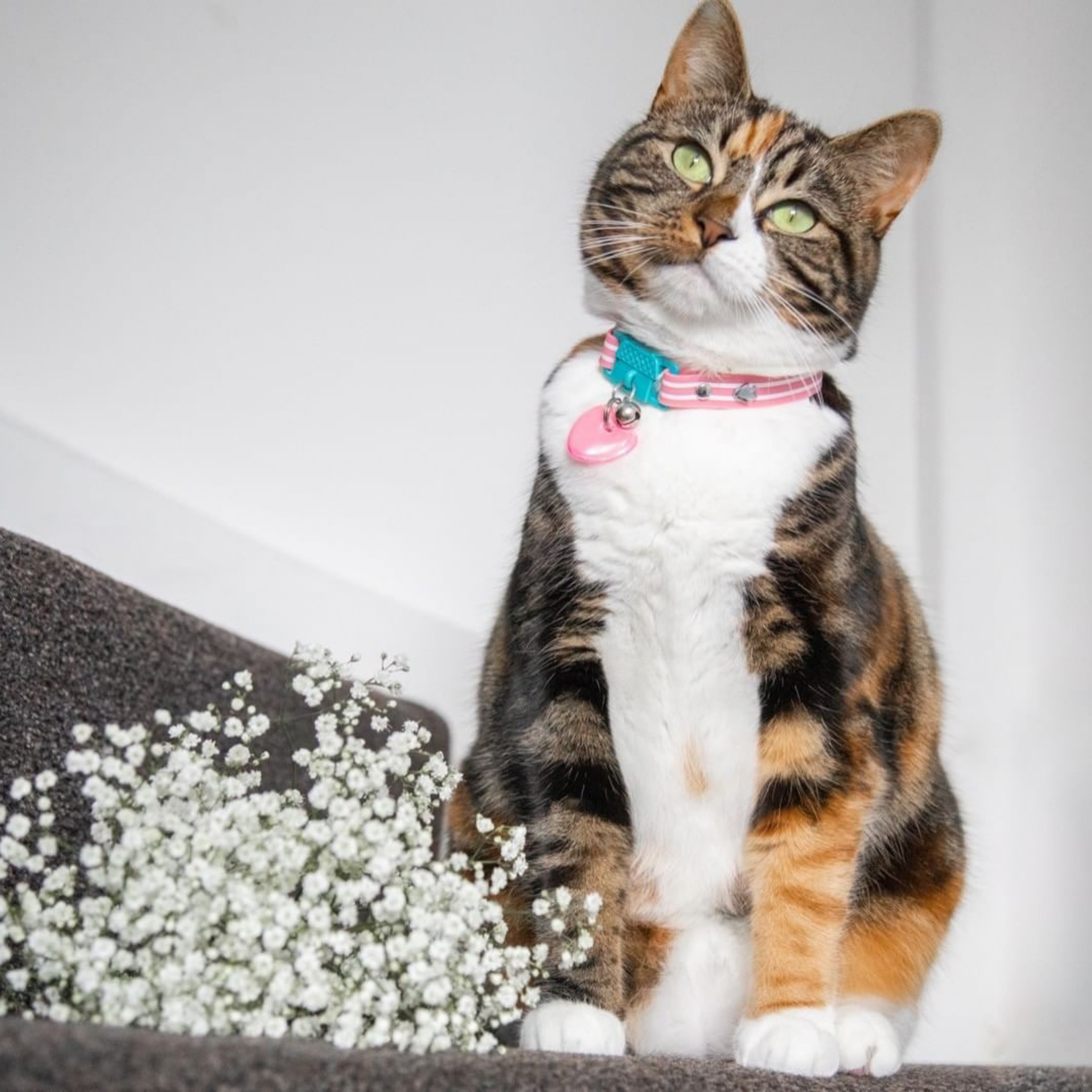 KITTYRAMA HEART CAT CHARM – Reflective, Safe, High Visibility | Shop Brit | UK Pet Shop | Cat Supplies