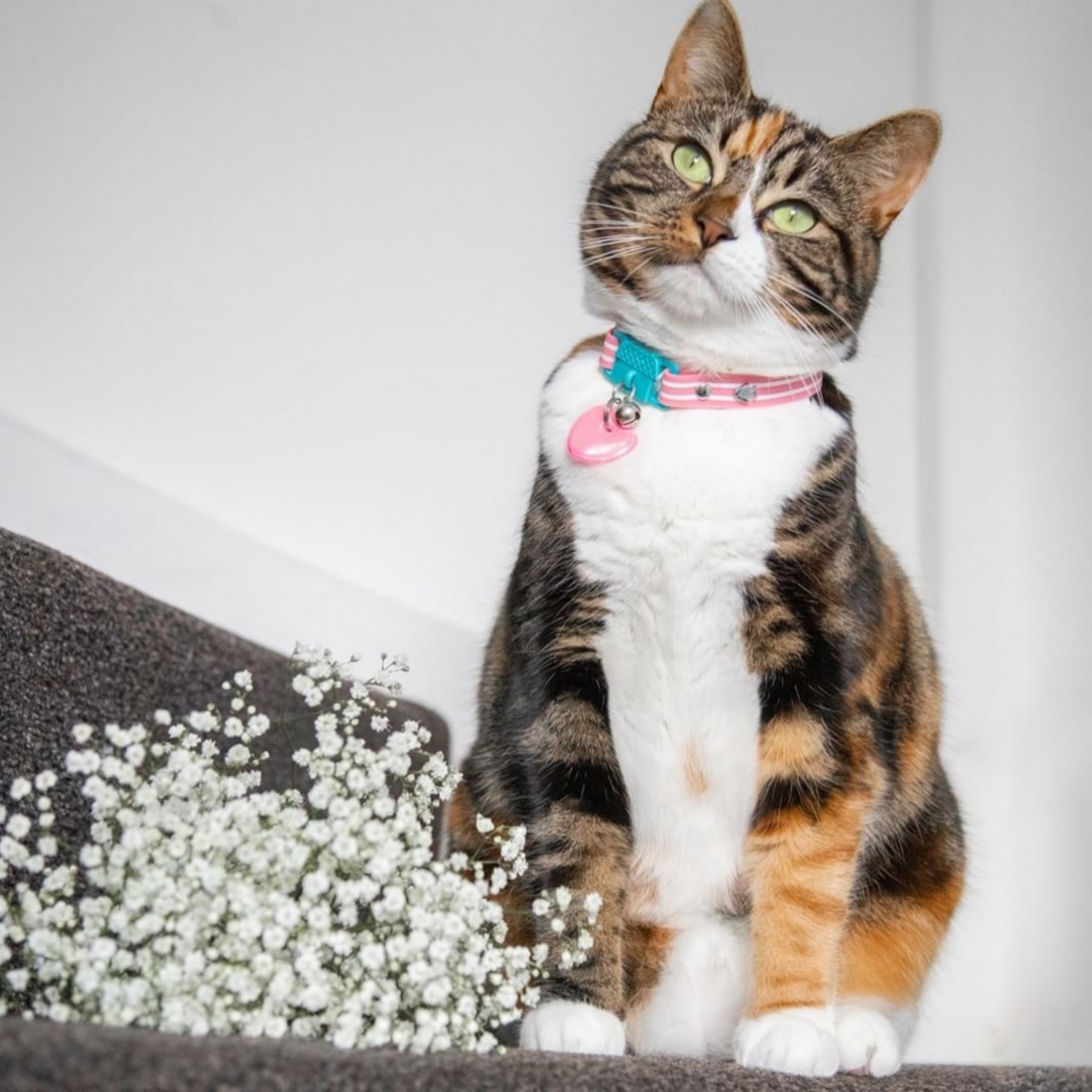 KITTYRAMA HEART CAT CHARM – Reflective, Safe, High Visibility | Shop Brit | UK Pet Shop | Cat Supplies