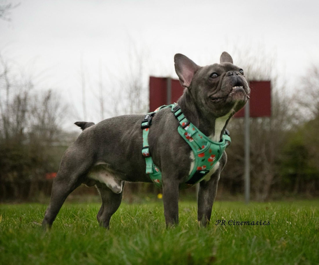 Inquisitive Fox No Pull Tactical Dog Harness – Green Fox Print, Adjustable, Step-In (XS-XL) | Shop Brit | UK Pet Shop | 