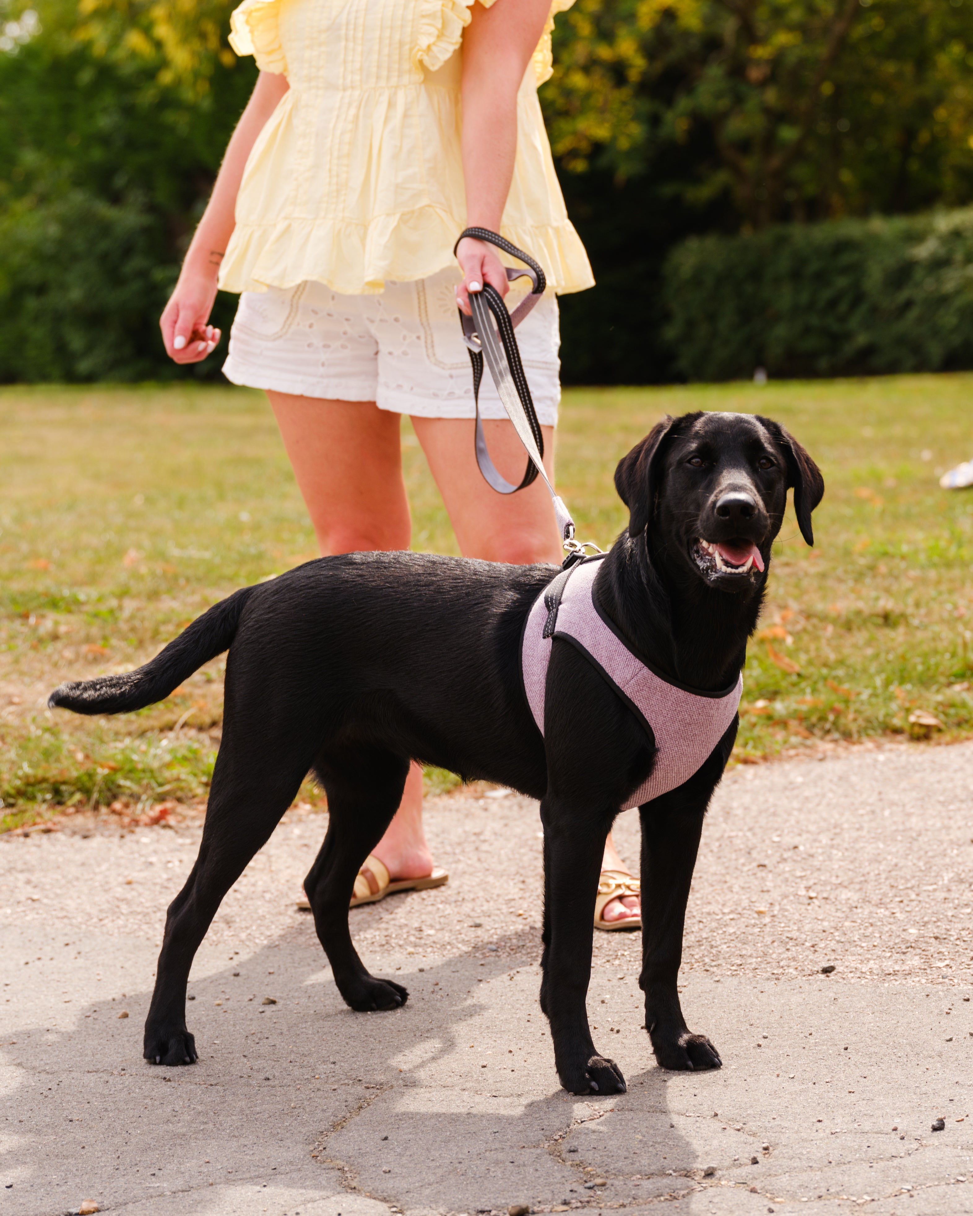 Soho Poms x Bowl & Bone Republic Mayfair Harness - Lily | Shop Brit | UK Pet Shop | Dog Harnesses