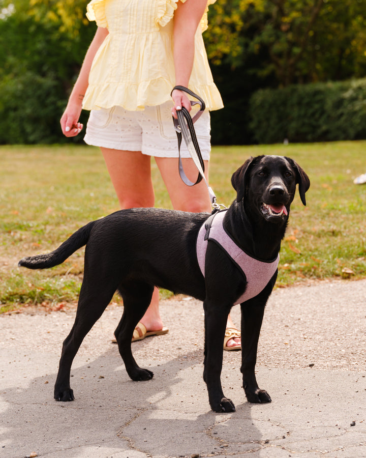 Soho Poms x Bowl & Bone Republic Mayfair Harness - Lily | Shop Brit | UK Pet Shop | Dog Harnesses