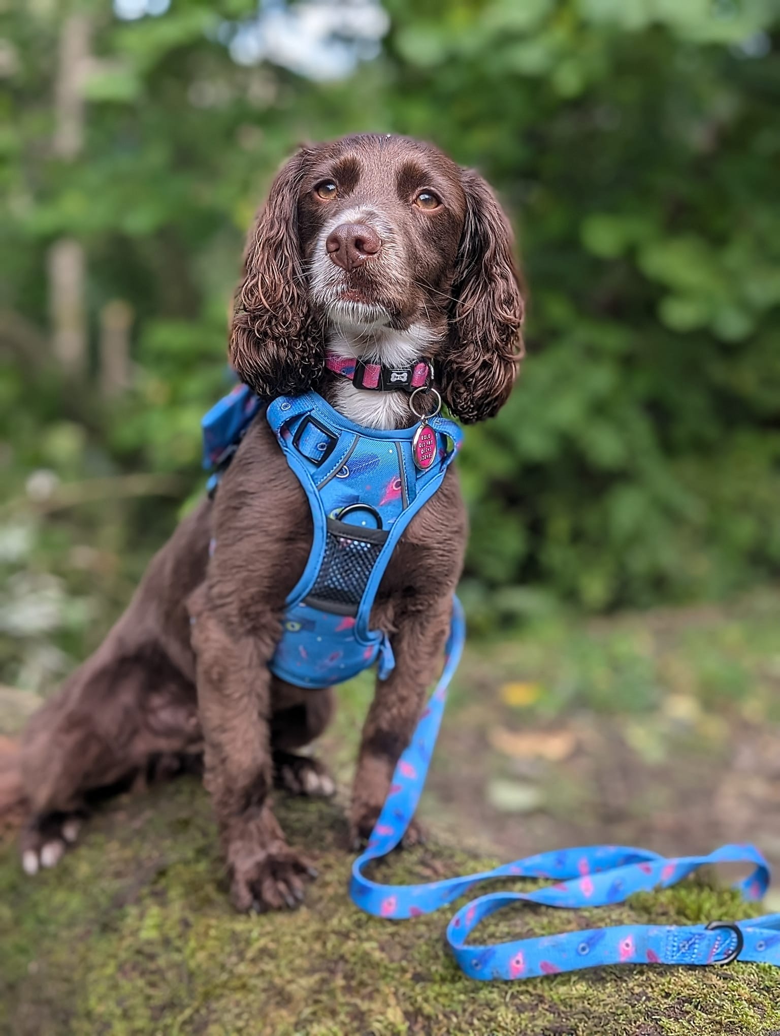 Power Peacock Tactical Dog Harness – No Pull & Fully Adjustable | Shop Brit | UK Pet Shop | 