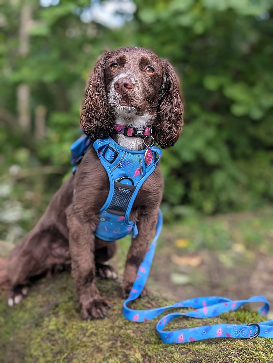 Power Peacock Tactical Dog Harness – No Pull & Fully Adjustable | Shop Brit | UK Pet Shop | 