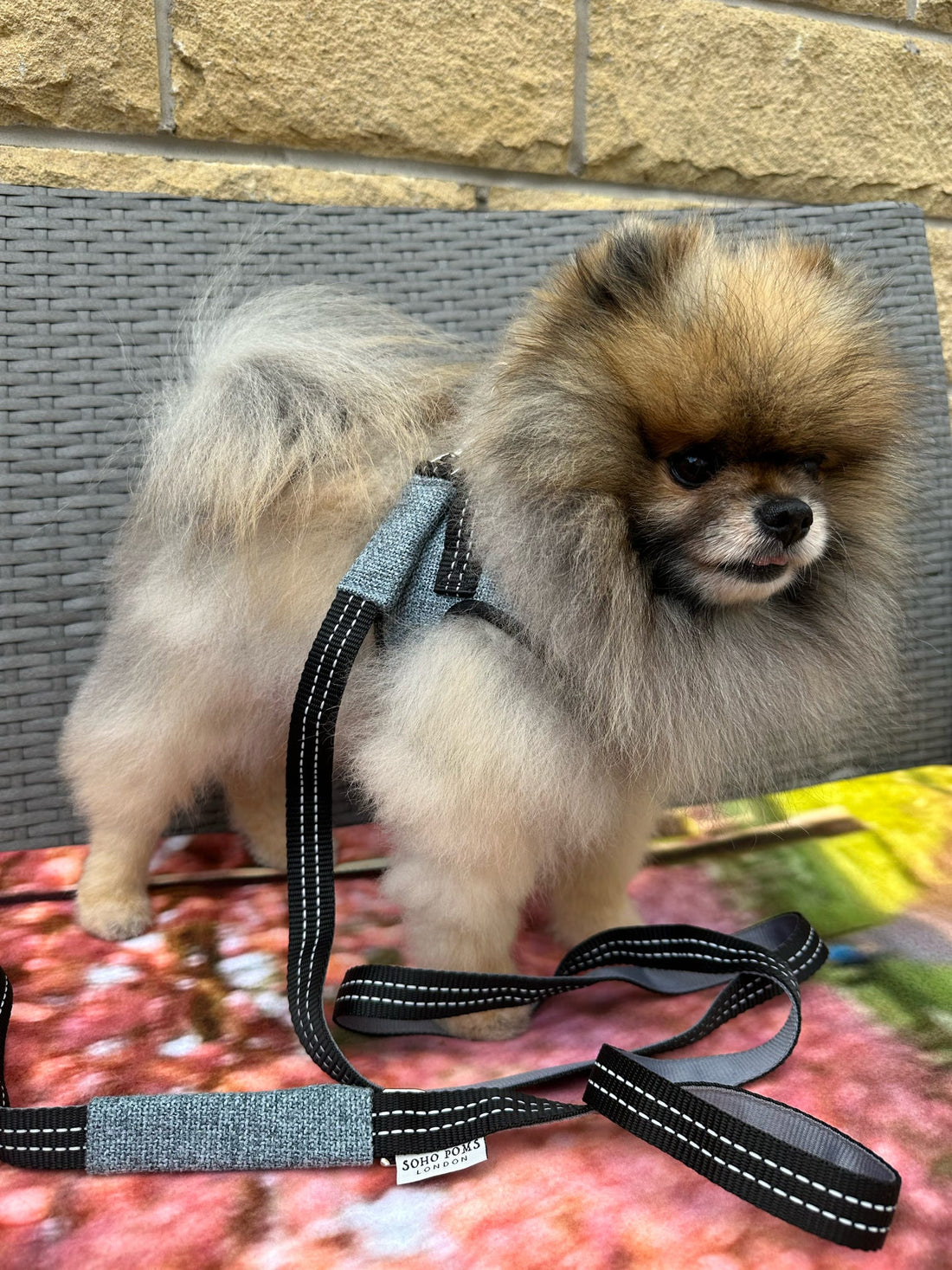 Soho Poms x Bowl & Bone Republic Dog Lead - Ocean | Shop Brit | UK Pet Shop | Pet Leashes