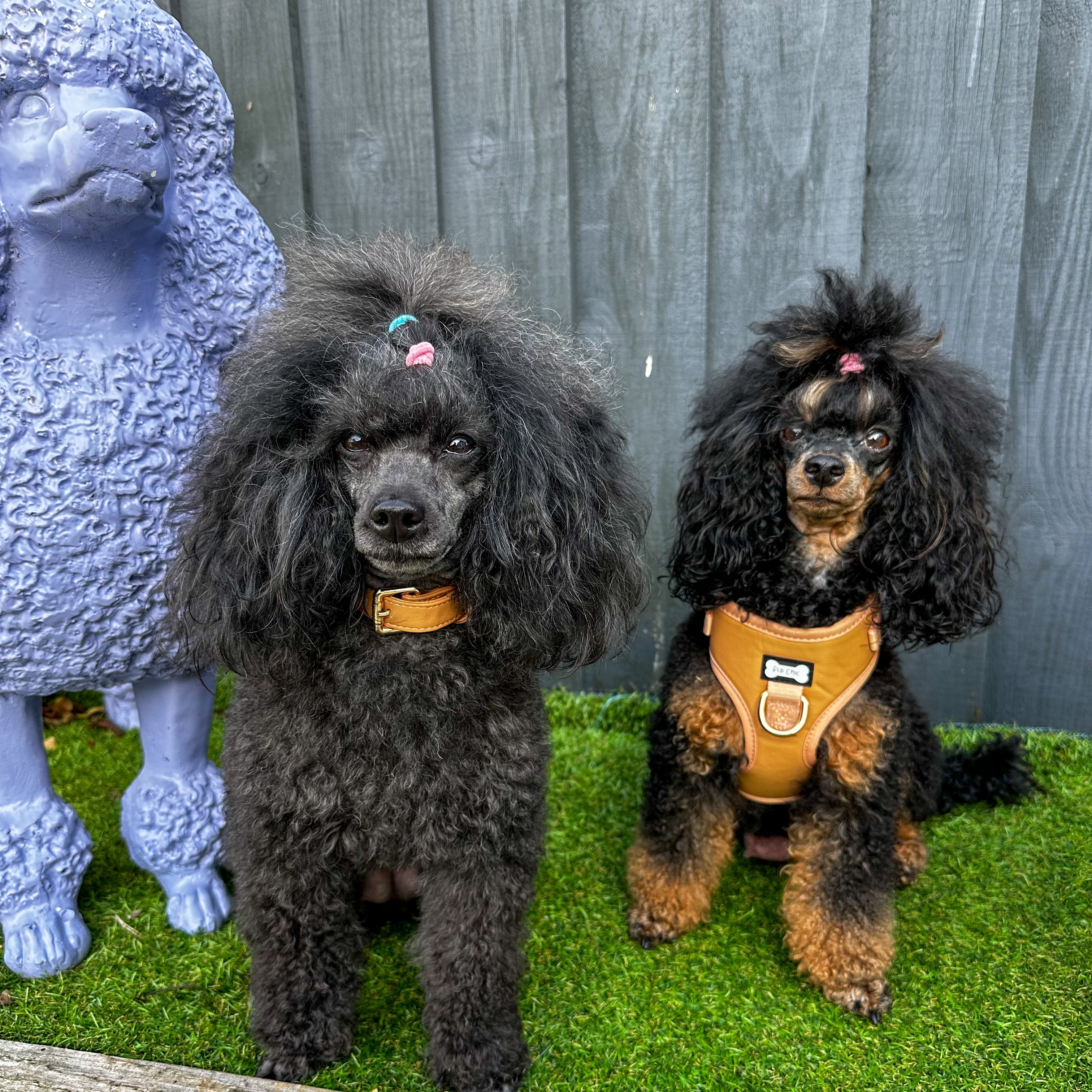 Alfresco Pup vegan leather dog collar - camel colour buckle dog collar | Shop Brit | UK Pet Shop | Pet Products