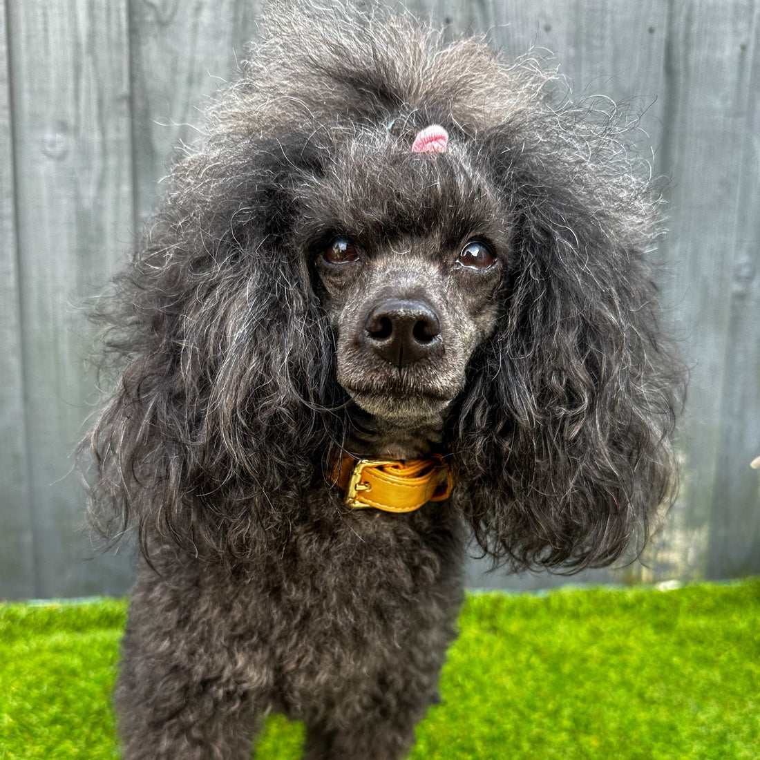 Alfresco Pup vegan leather dog collar - camel colour buckle dog collar | Shop Brit | UK Pet Shop | Pet Products