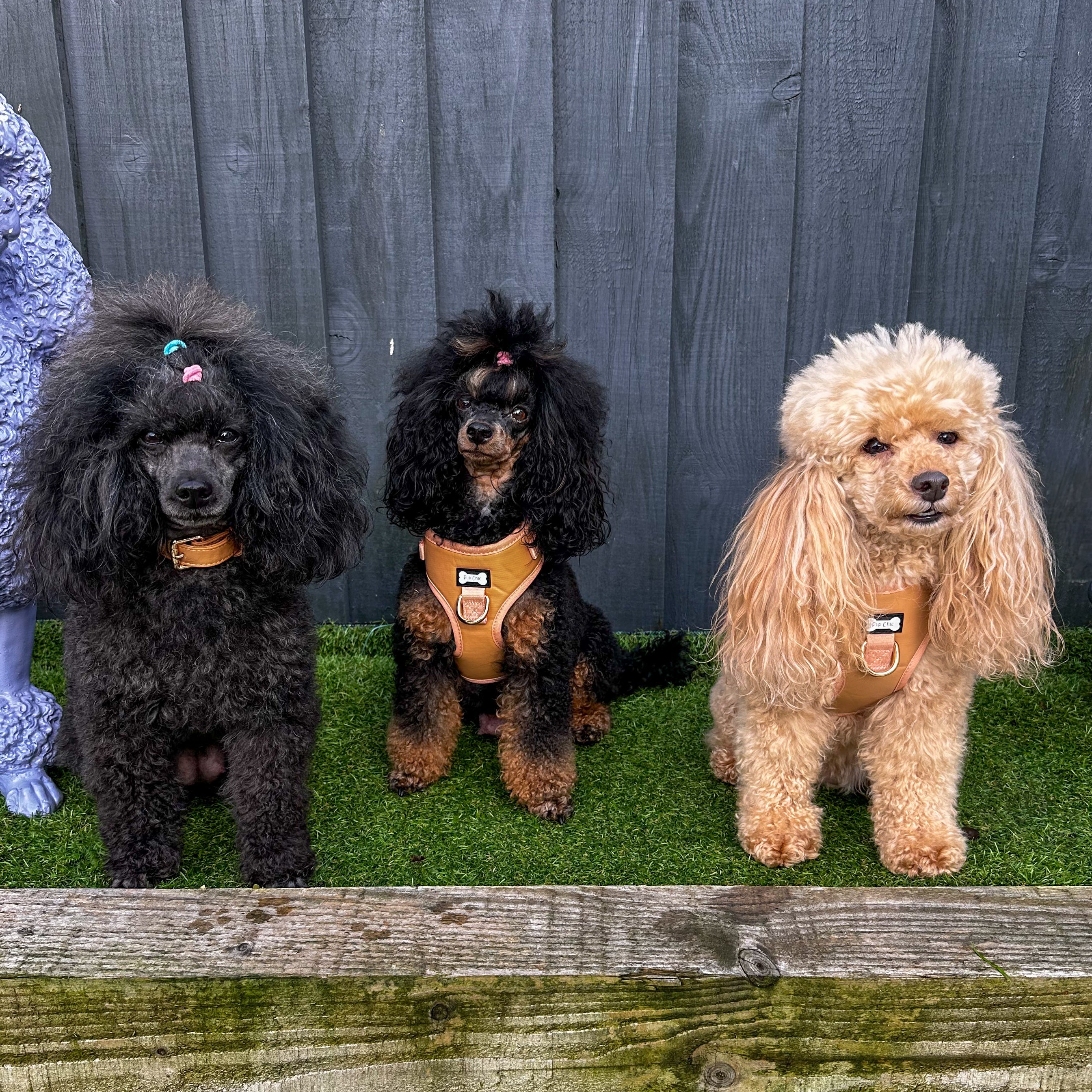 Alfresco Pup vegan leather dog collar - camel colour buckle dog collar | Shop Brit | UK Pet Shop | Pet Products