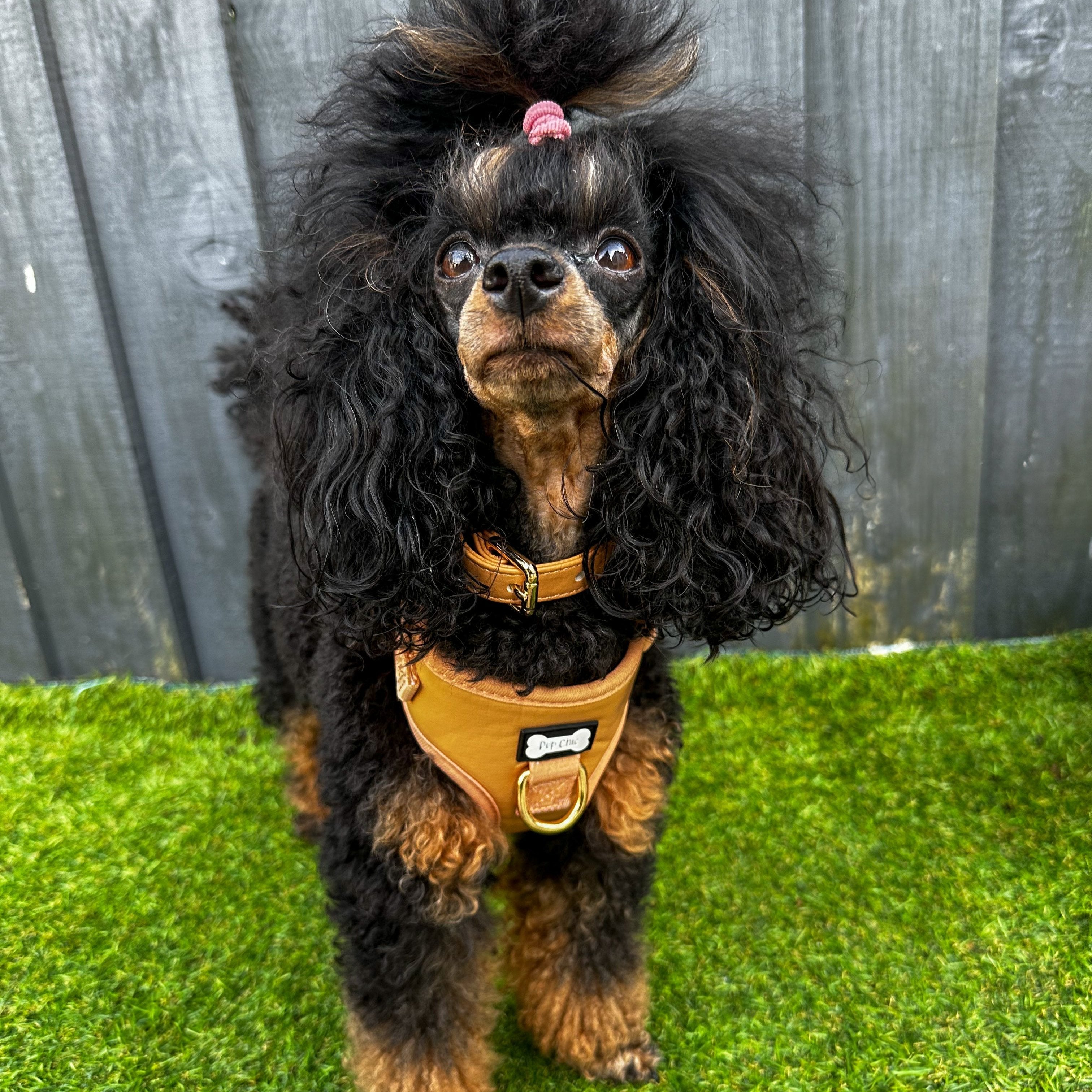 Alfresco Pup vegan leather dog collar - camel colour buckle dog collar | Shop Brit | UK Pet Shop | Pet Products