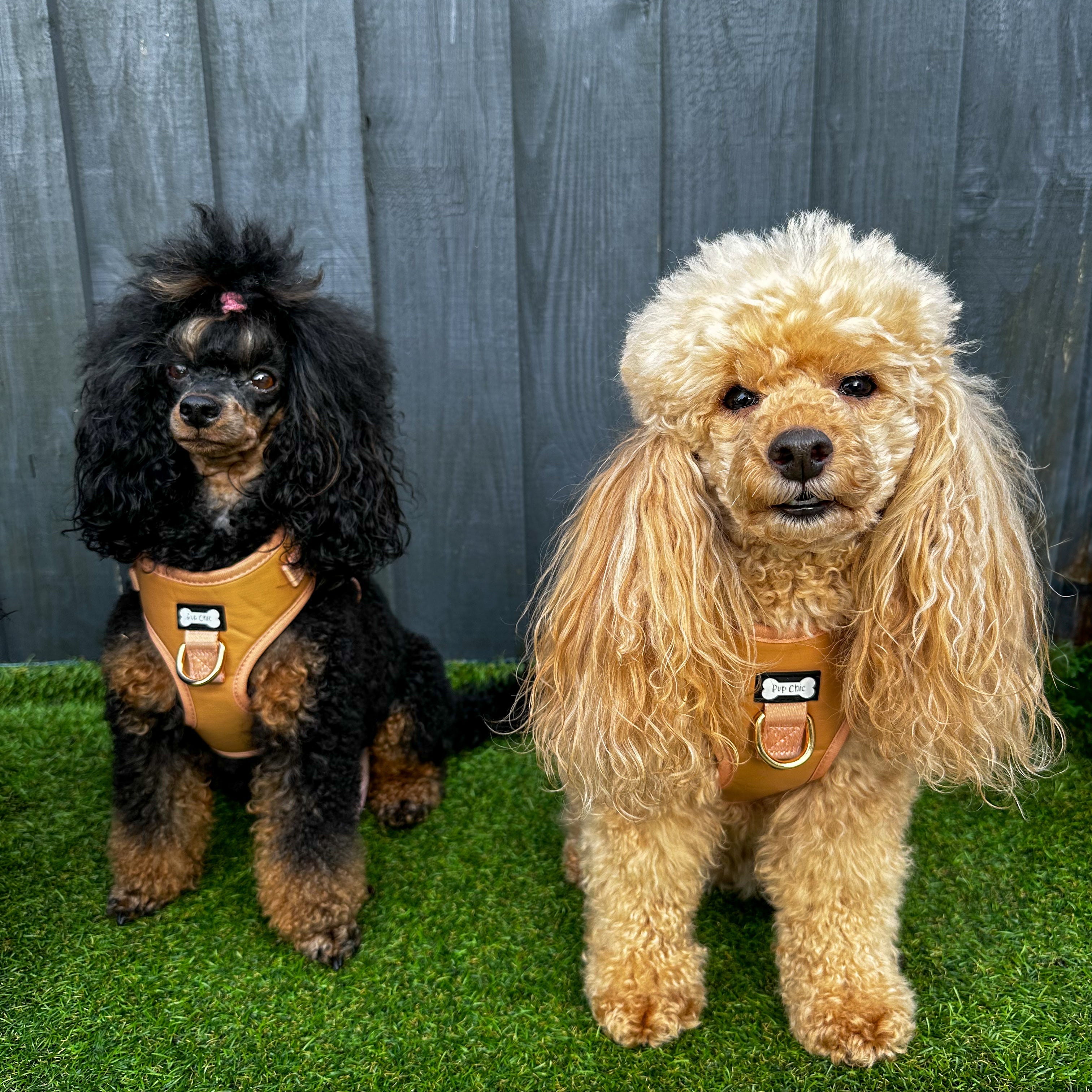 Alfresco Pup faux leather dog harness - camel colour adjustable dog harness | Shop Brit | UK Pet Shop | Pet Products