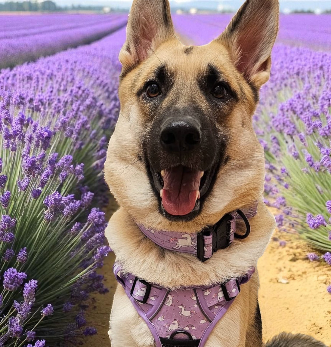 Daydreams and Unicorns Tactical Dog Collar | Shop Brit | UK Pet Shop | 