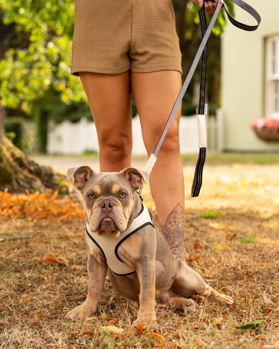 Soho Poms x Bowl & Bone Republic Mayfair Harness - Cream | Shop Brit | UK Pet Shop | Dog Harnesses