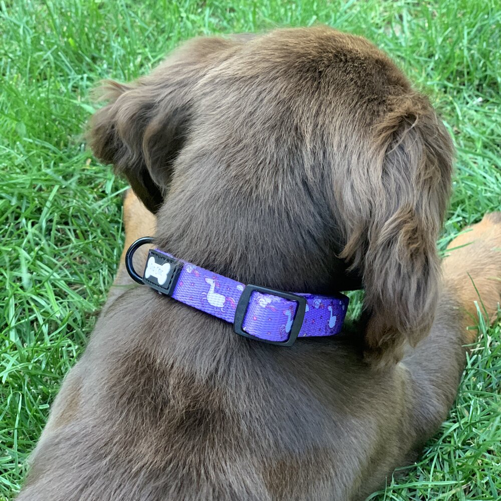 Daydreams and Unicorns Collar | Shop Brit | UK Pet Shop | Pet Products