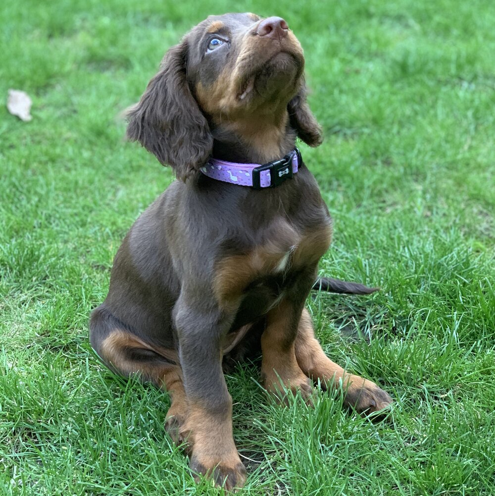 Daydreams and Unicorns Collar | Shop Brit | UK Pet Shop | Pet Products