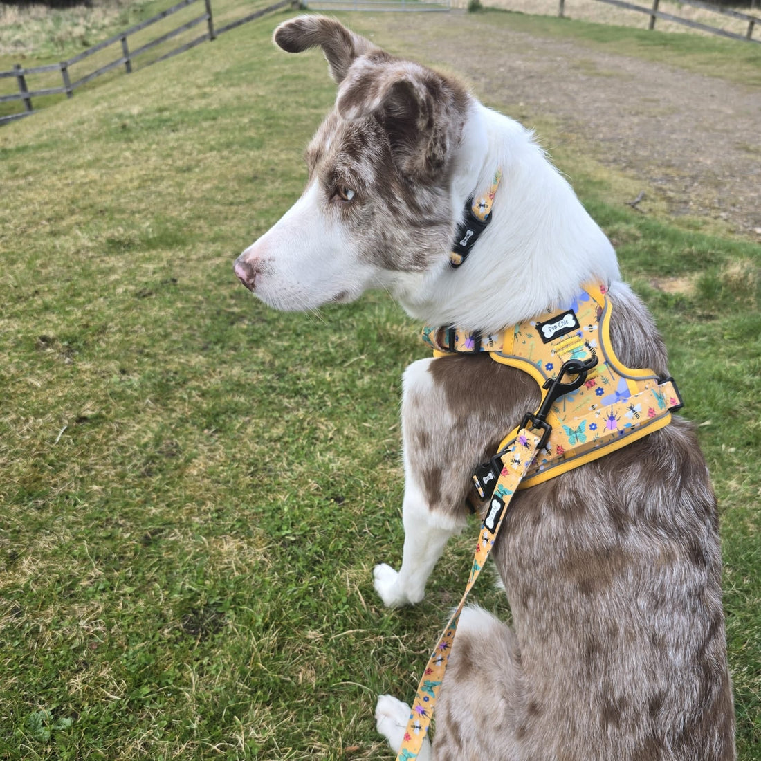 Summer Buzzin' No Pull Tactical Dog Harness – Yellow Insect Print, Adjustable, Step-In (XS-XL) | Shop Brit | UK Pet Shop | 