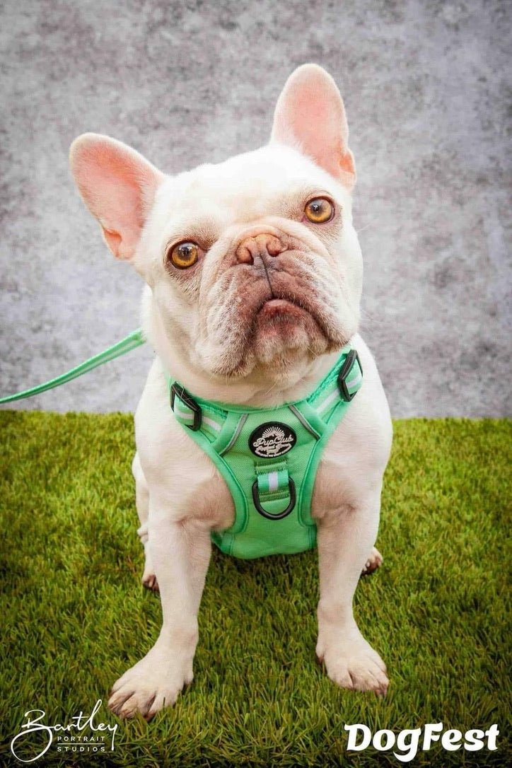 Rugged Rover™ Harness - Pastel Mint Green | Shop Brit | UK Pet Shop | Rugged Rover Dog Harness