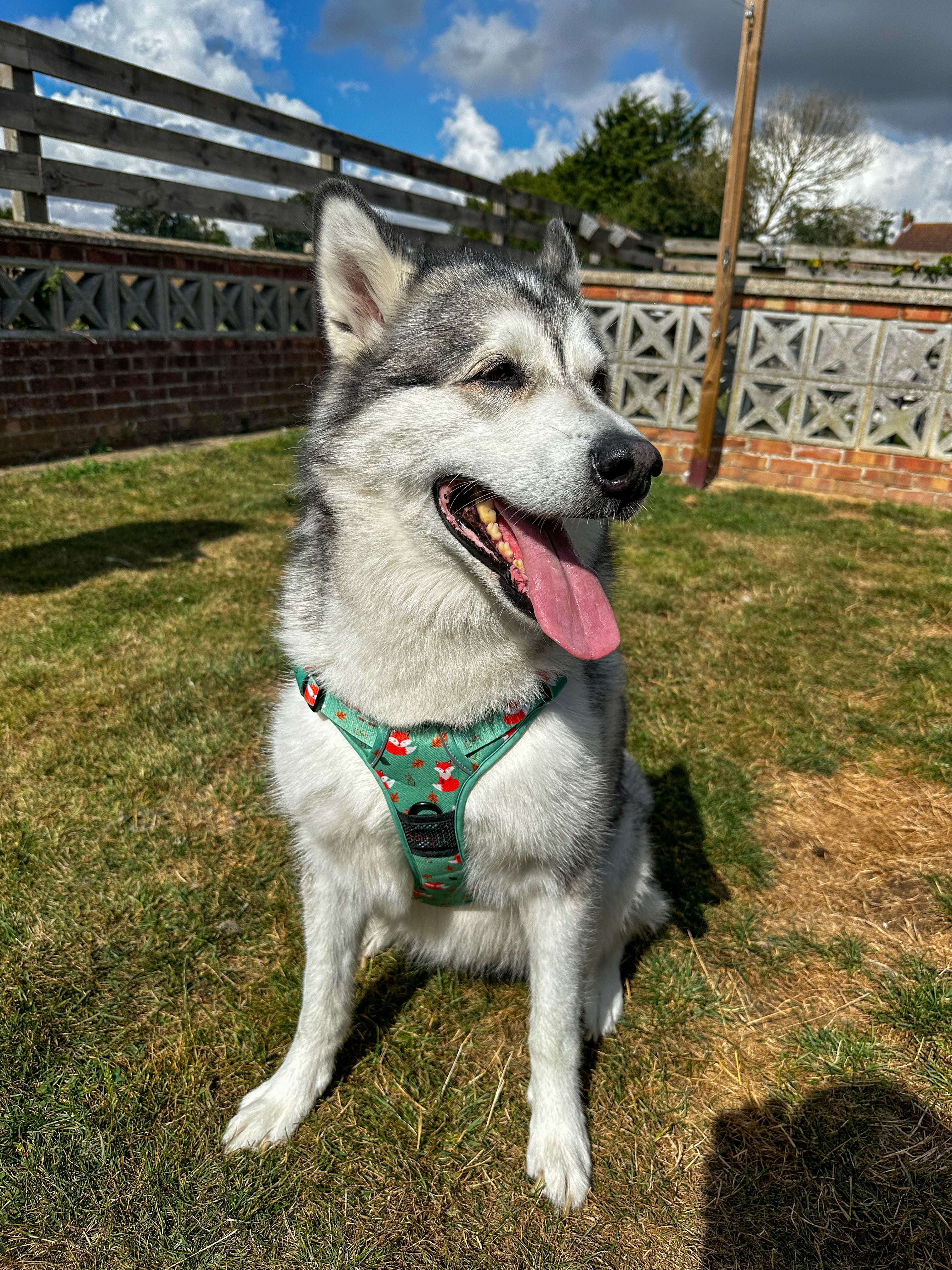 Inquisitive Fox No Pull Tactical Dog Harness – Green Fox Print, Adjustable, Step-In (XS-XL) | Shop Brit | UK Pet Shop | 