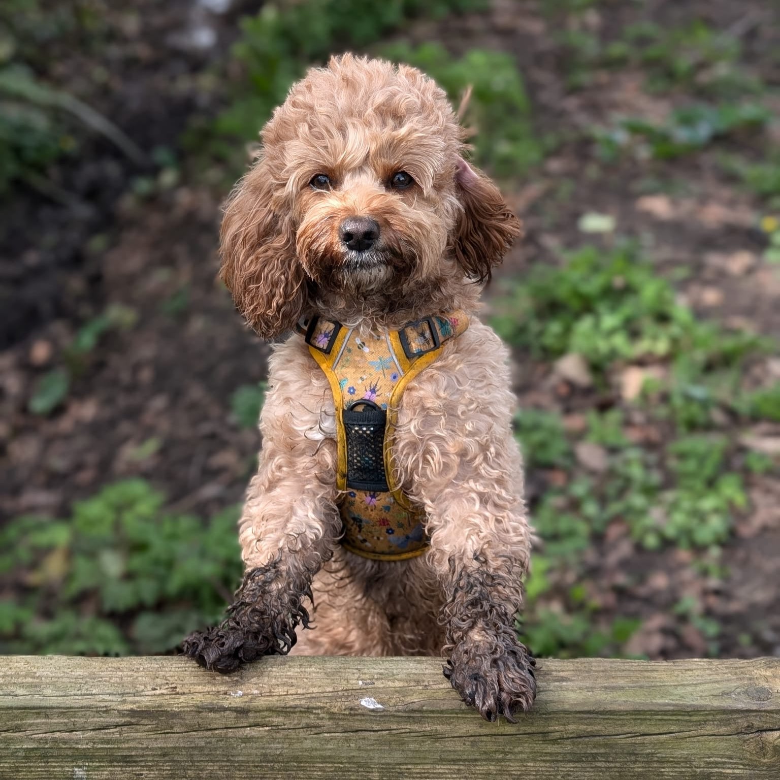 Summer Buzzin' No Pull Tactical Dog Harness – Yellow Insect Print, Adjustable, Step-In (XS-XL) | Shop Brit | UK Pet Shop | 