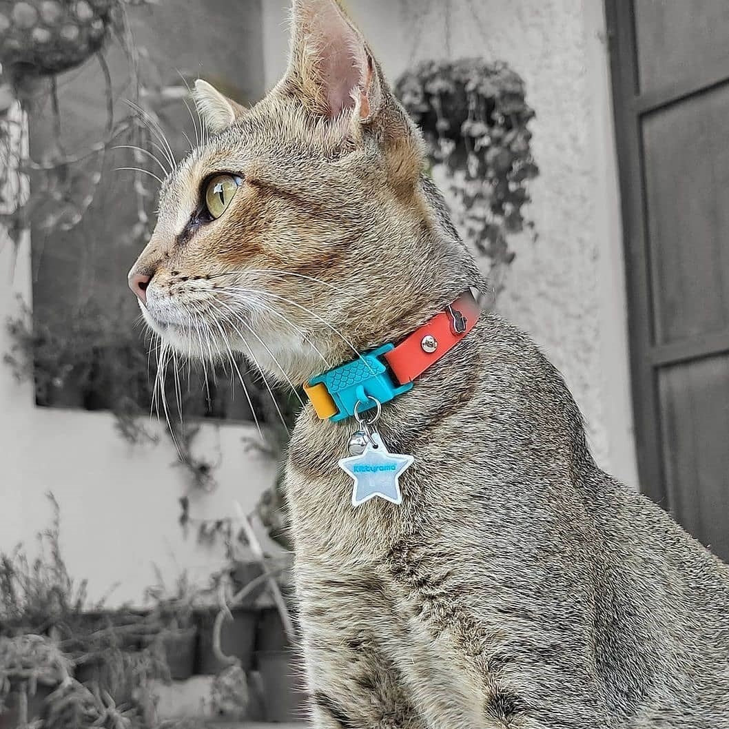 KITTYRAMA COPACABANA CAT COLLAR - Quick Release, Breakaway, Hypoallergenic | Shop Brit | UK Pet Shop | Cat Supplies