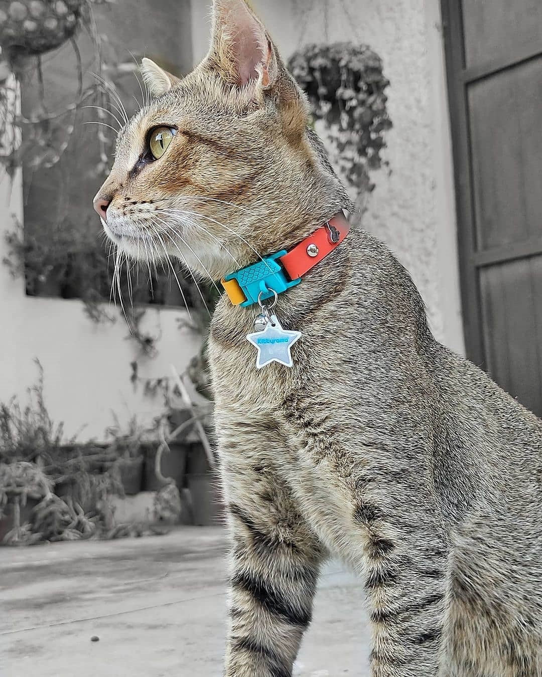 KITTYRAMA STAR CAT CHARM – Reflective, Safe, High Visibility | Shop Brit | UK Pet Shop | Cat Supplies
