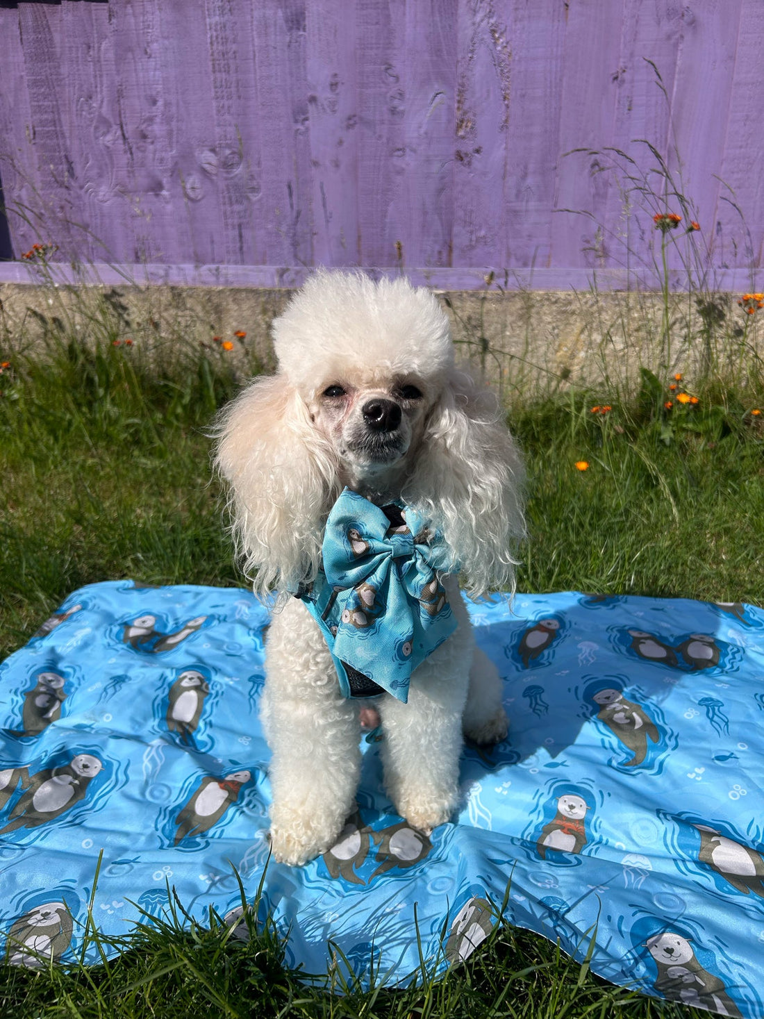 Otterly Lovely Sailor bow 🦦💙 | Shop Brit | UK Pet Shop | Pet Products
