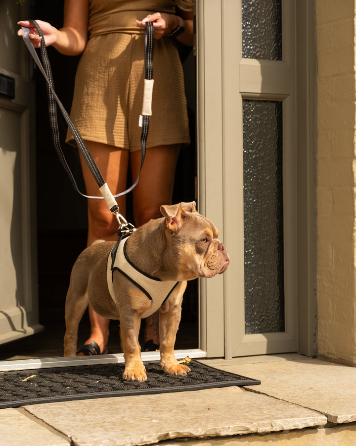 Soho Poms x Bowl & Bone Republic Mayfair Harness - Cream | Shop Brit | UK Pet Shop | Dog Harnesses